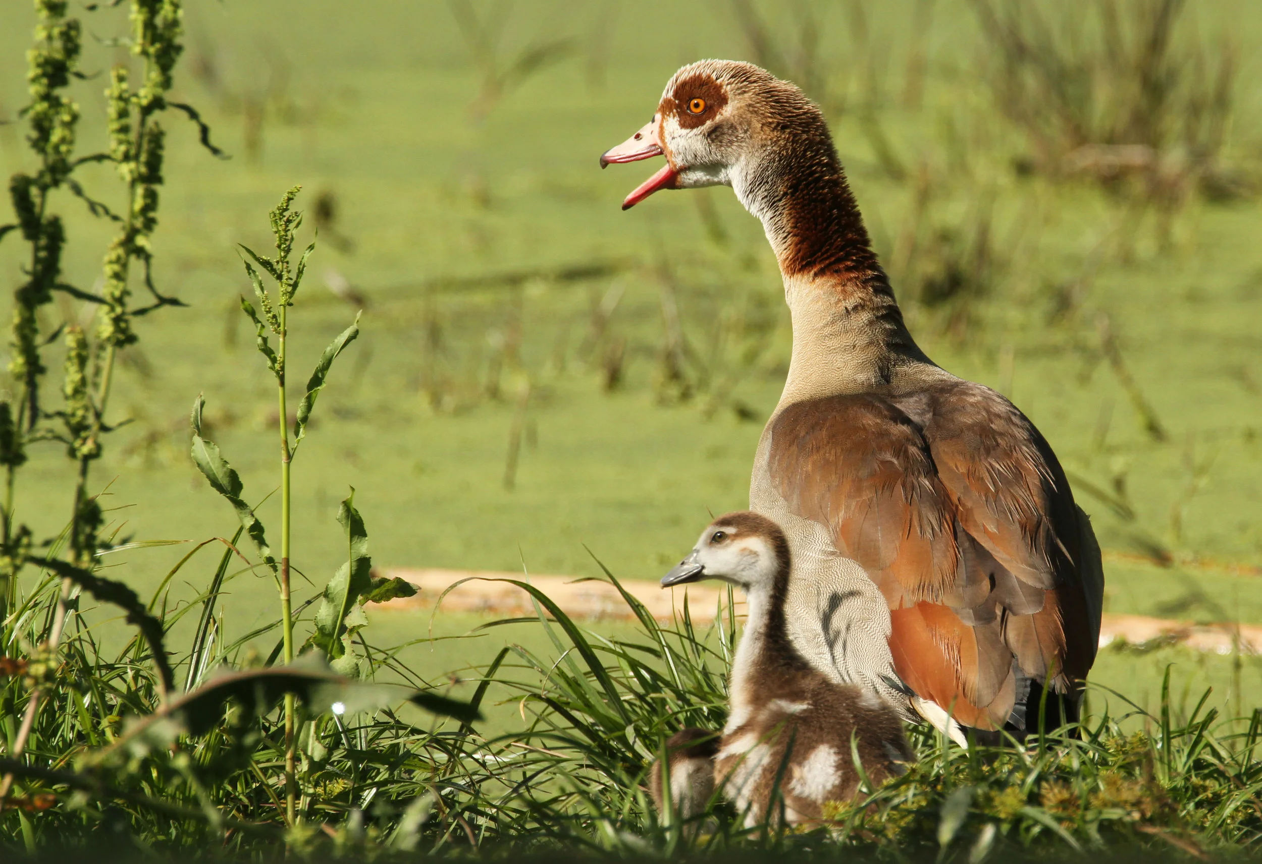  Egyptian Goose with her gosling, Central Park. This is an African species.&nbsp; 