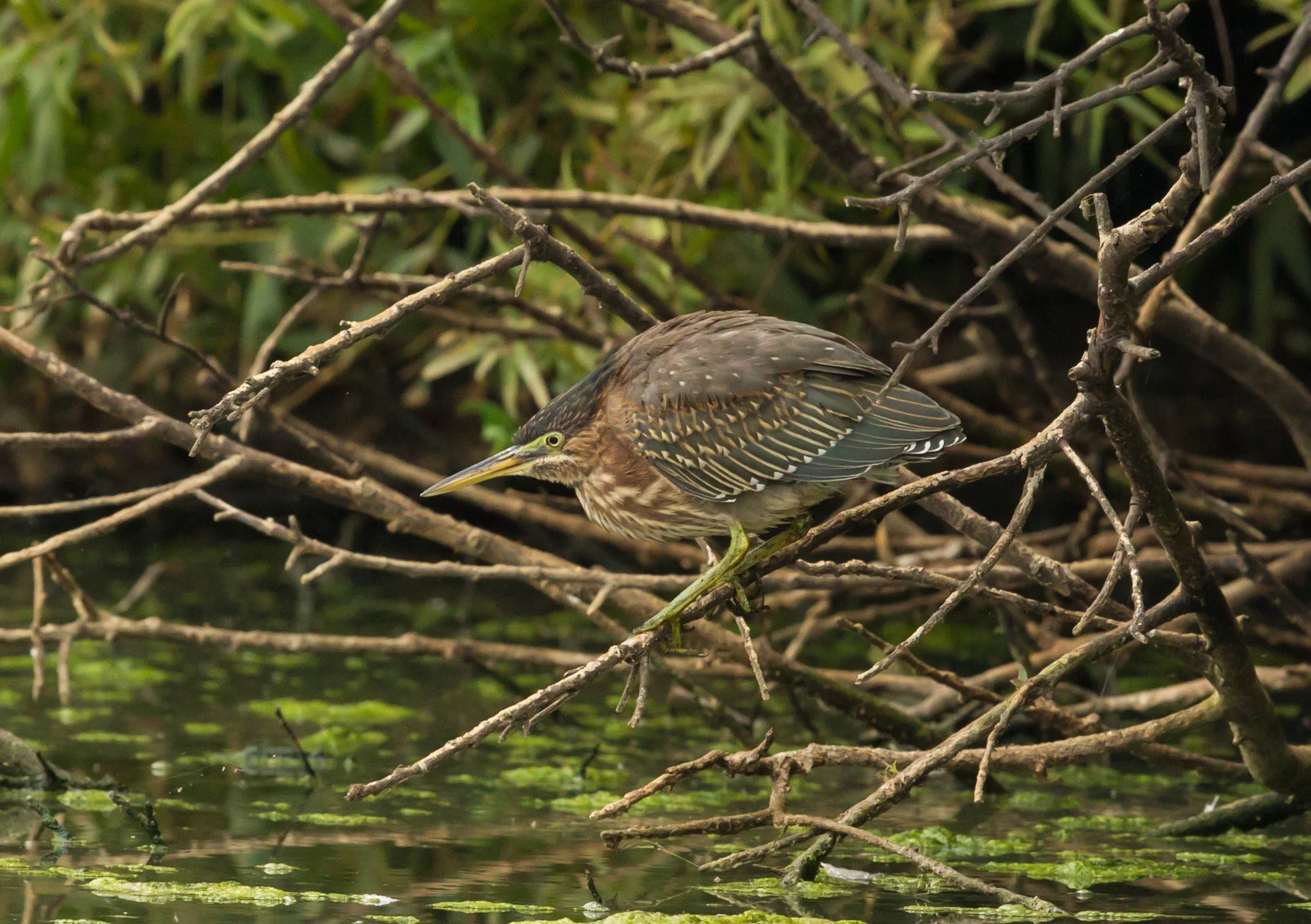  Green Heron, Central Park, and Bolsa Chica.&nbsp; 