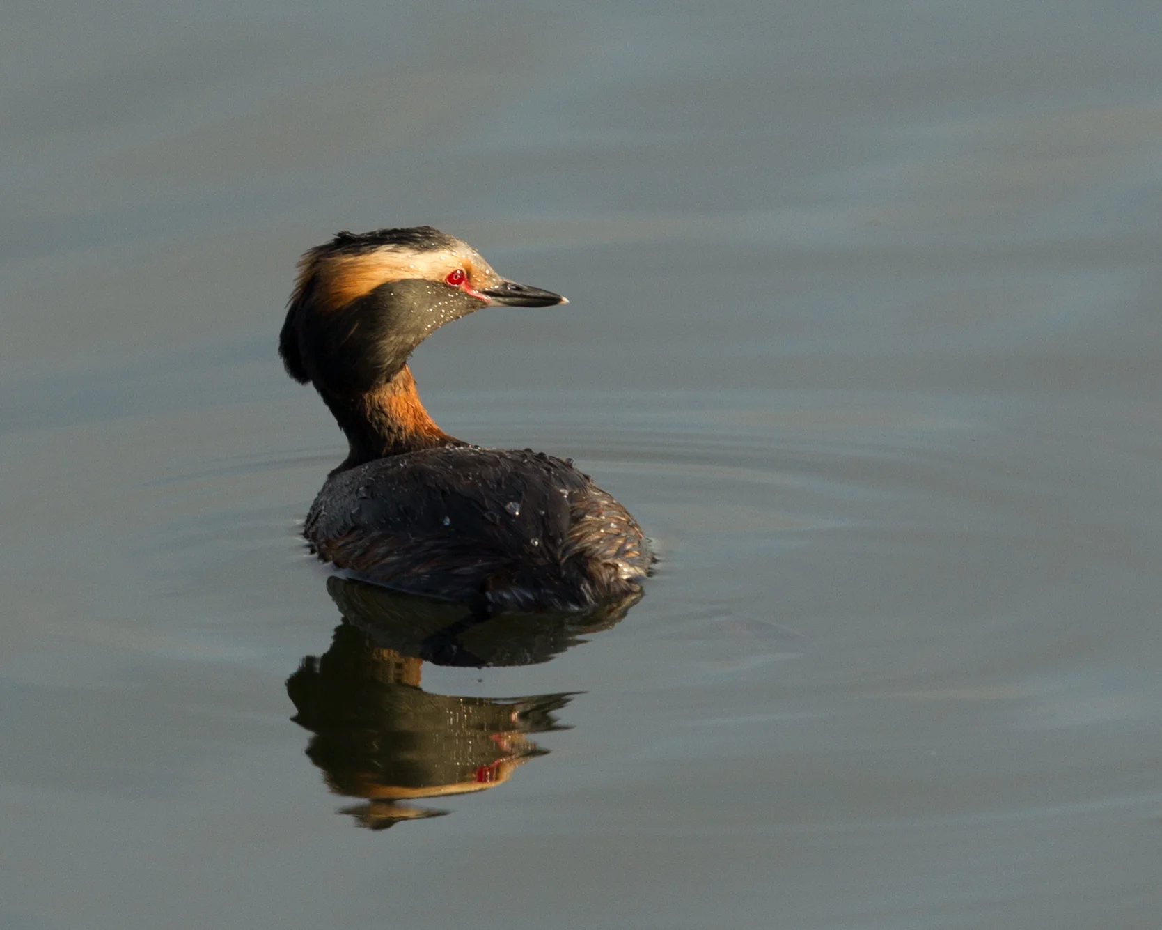  Horned Grebe, Bolsa Chica. &nbsp; 