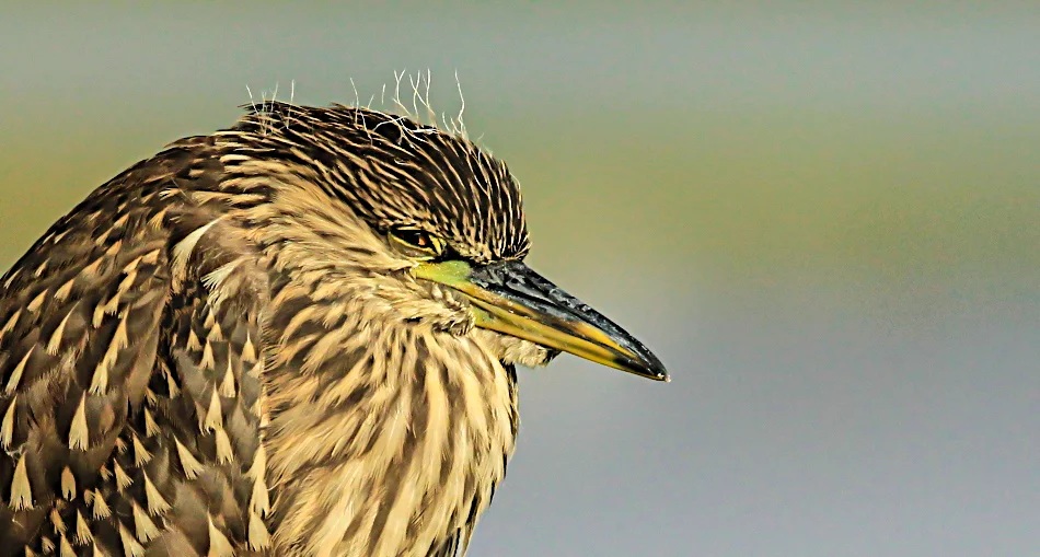  Black-crowned Heron ( juvenile). Note his feathers standing on his head. These herons thrive very well in Bolsa Chica and a few in Central Park.&nbsp; 
