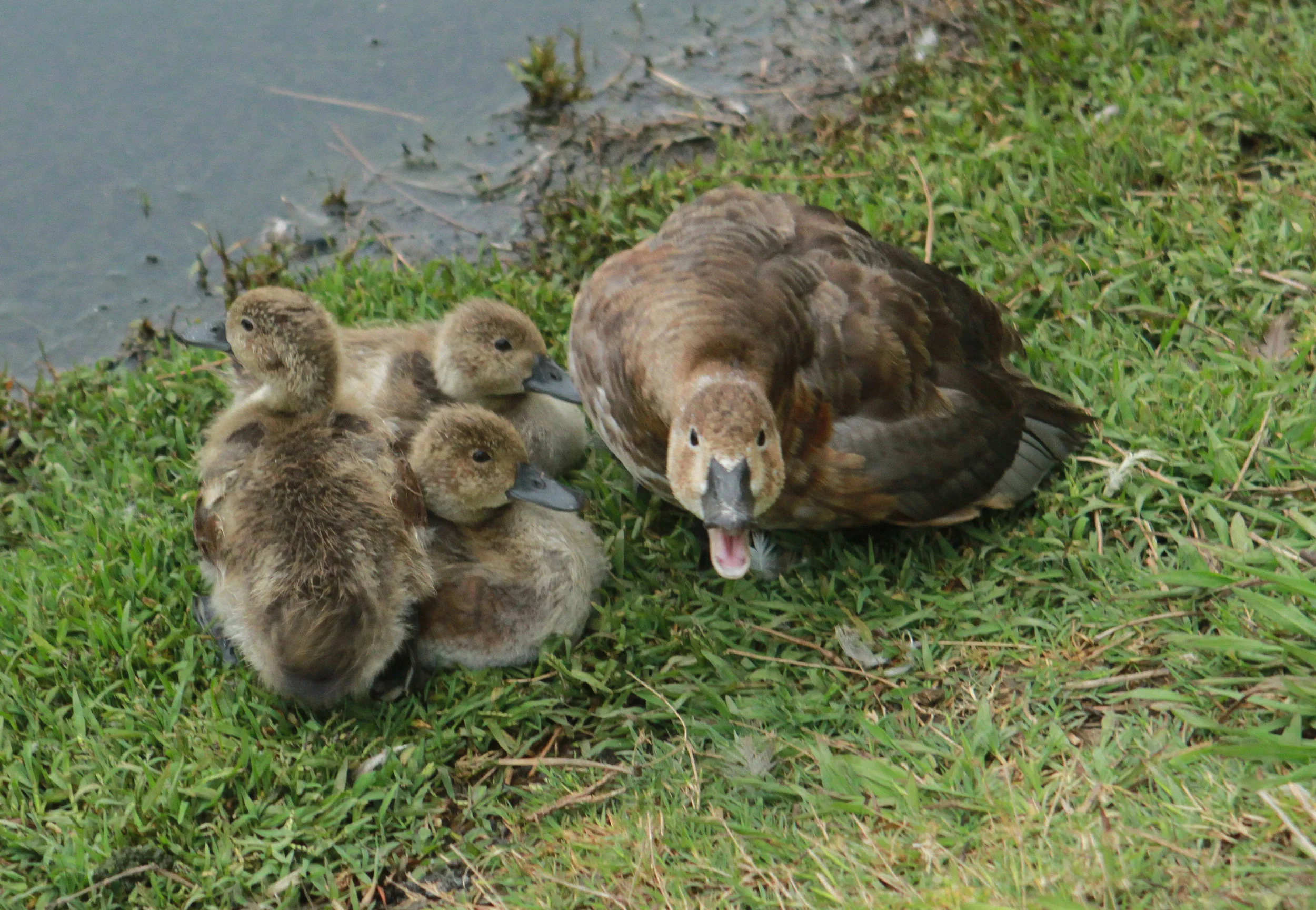  This female duck was protecting her ducklings in Central Park. 