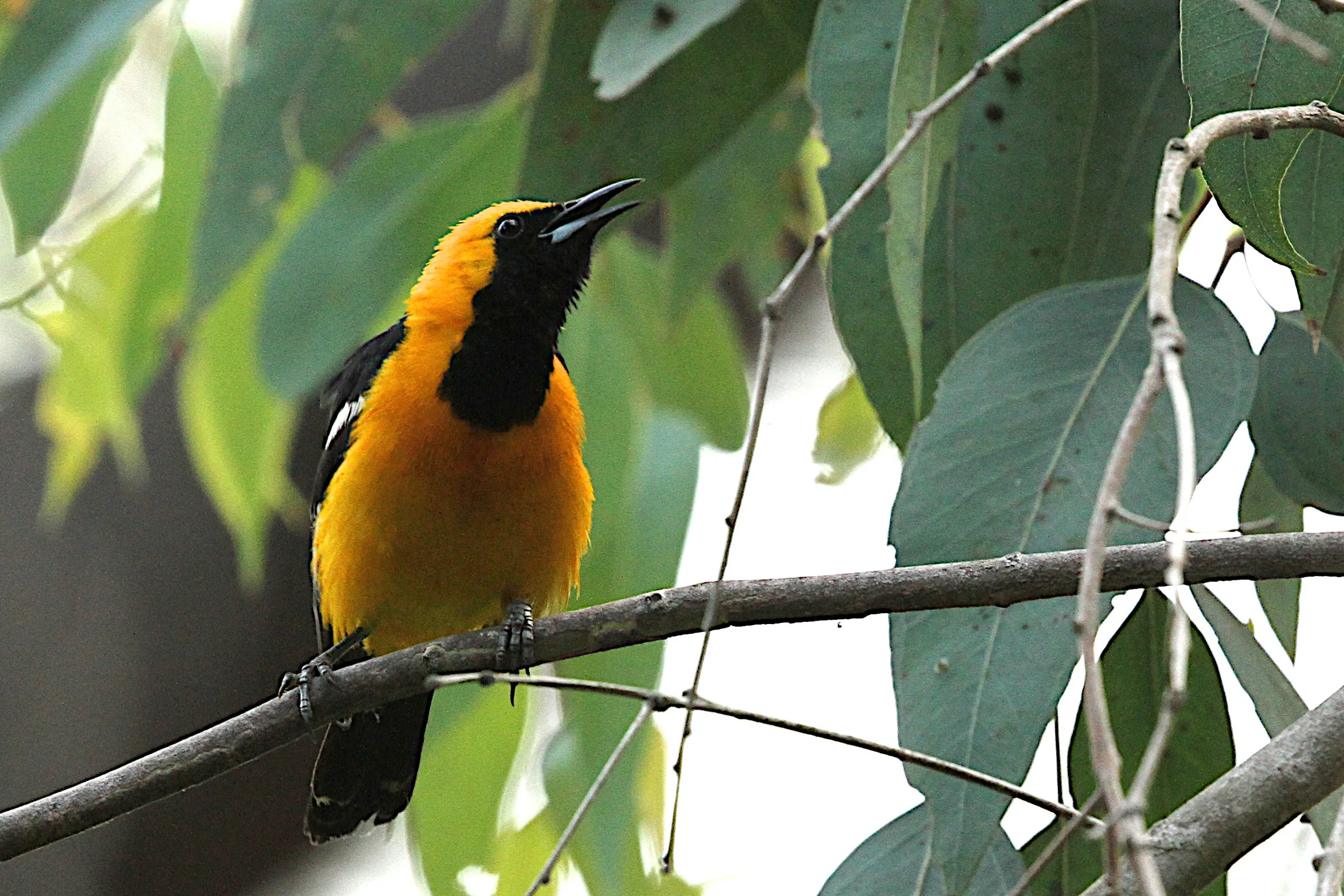  Hooded Oriole (m) A rare sight for me in Central Park. 