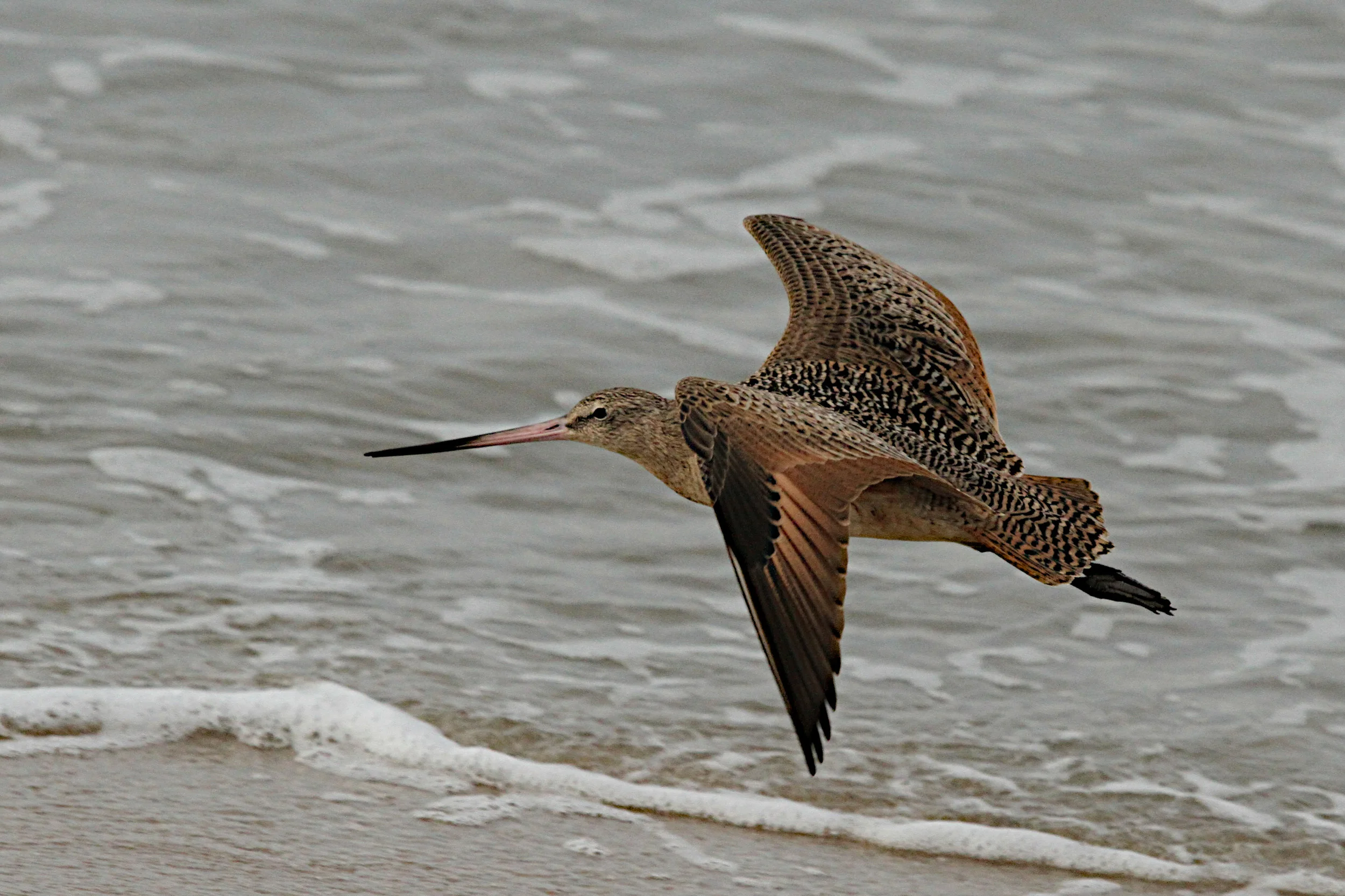  Marbled Godwit, Huntington Beach State Beach. 