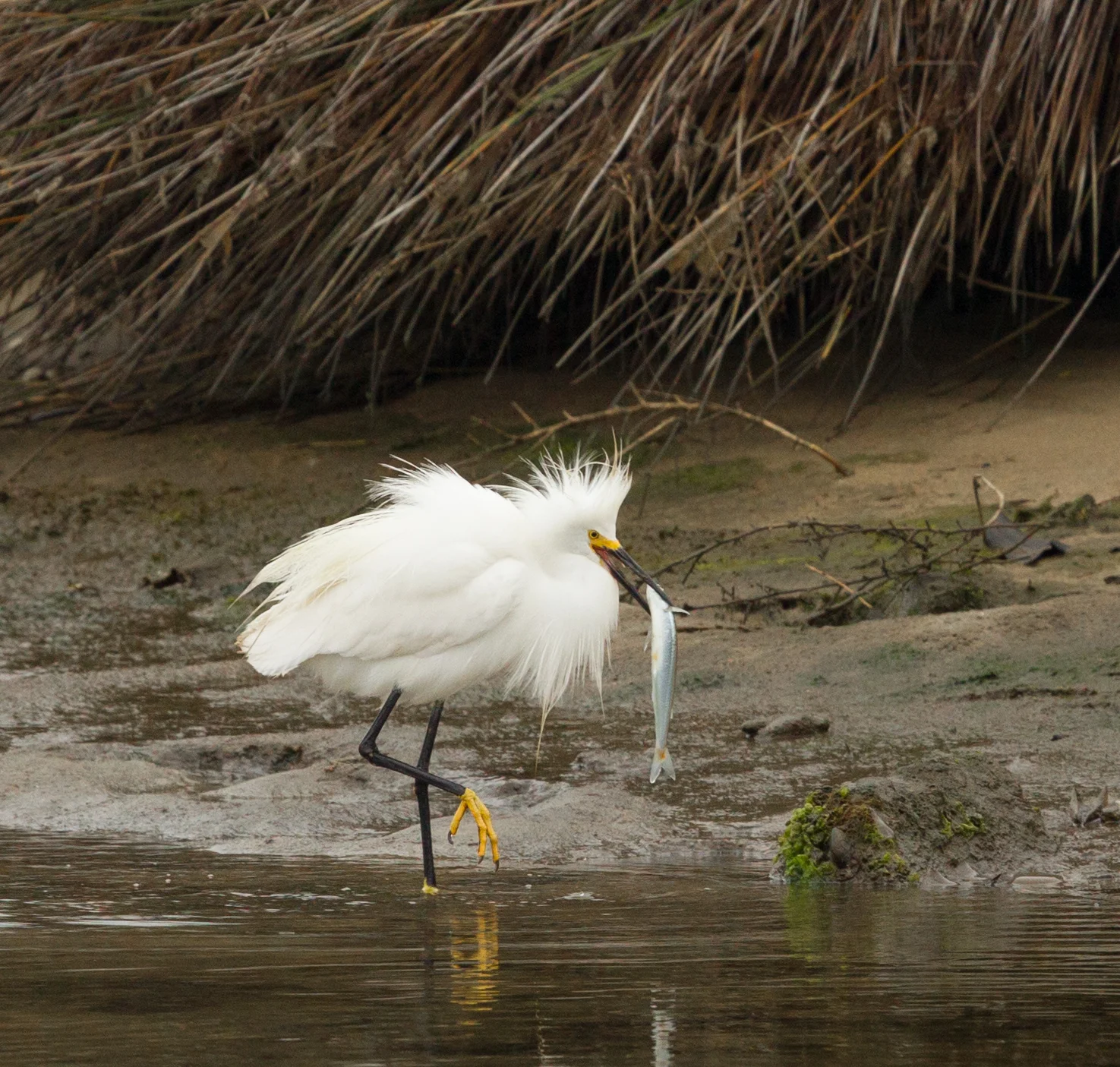  Snowy Egret, Bolsa Chica. I got to watch this egret try to swallow this fish, with a little difficultly as it went down the hatch. 