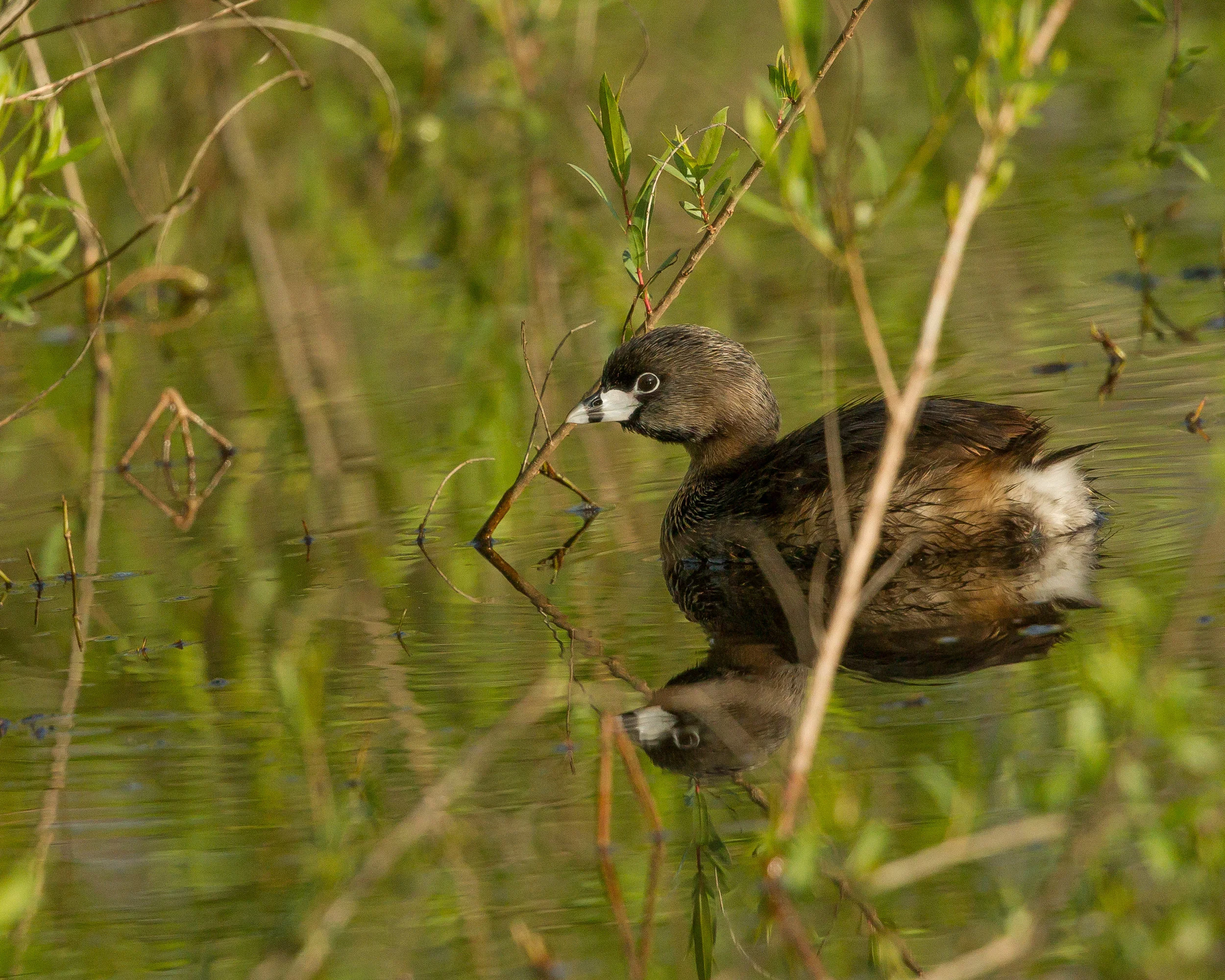  Pied-billed Grebe, Central Park.&nbsp; 