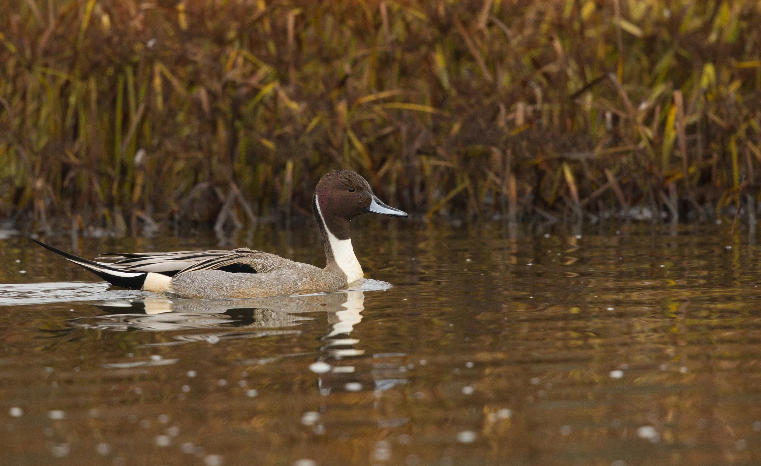  Northern Pintail Duck,(m) Bolsa Chica and Central Park. 