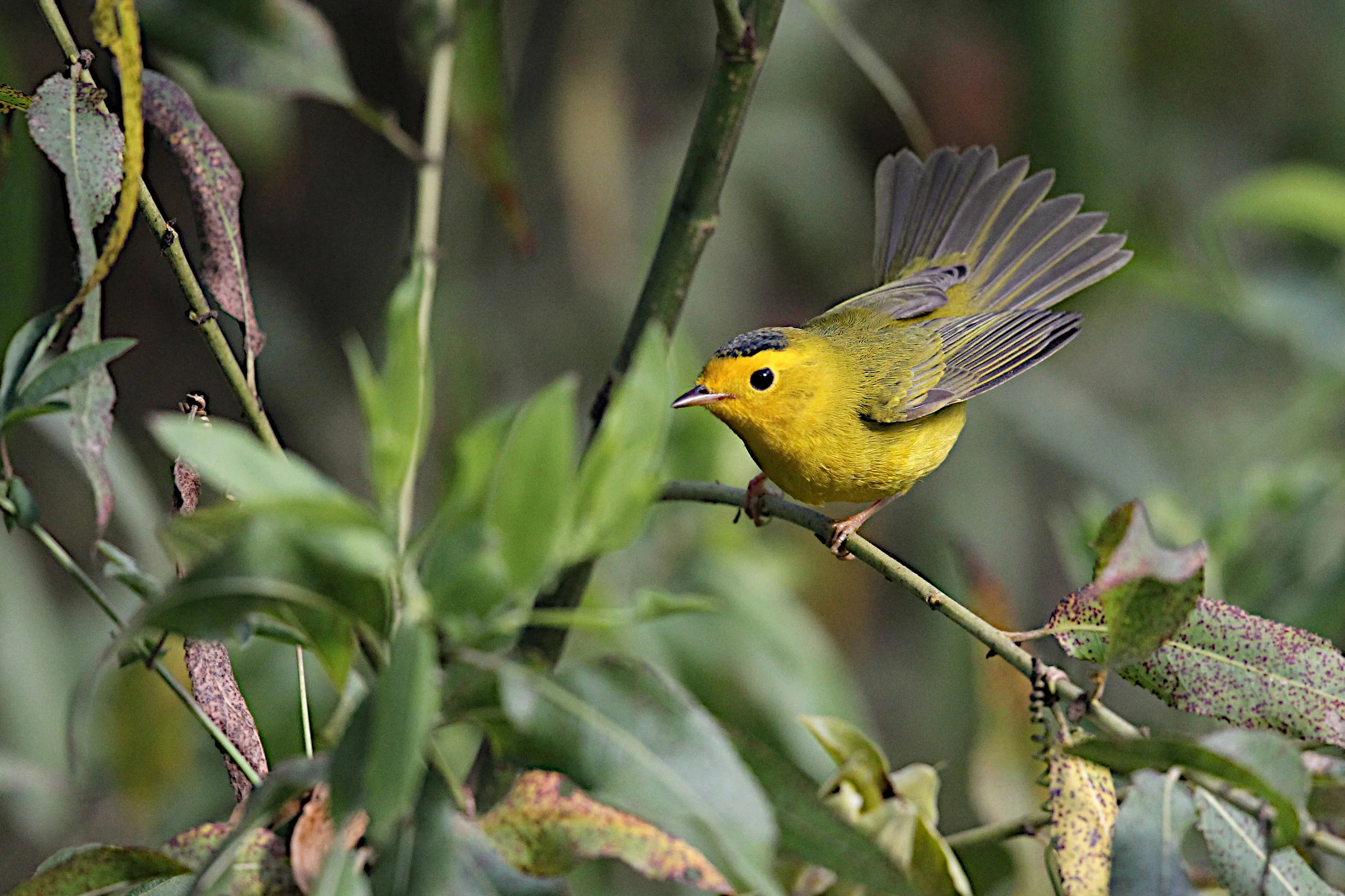  Wilson's Warbler,(m) Central Park 