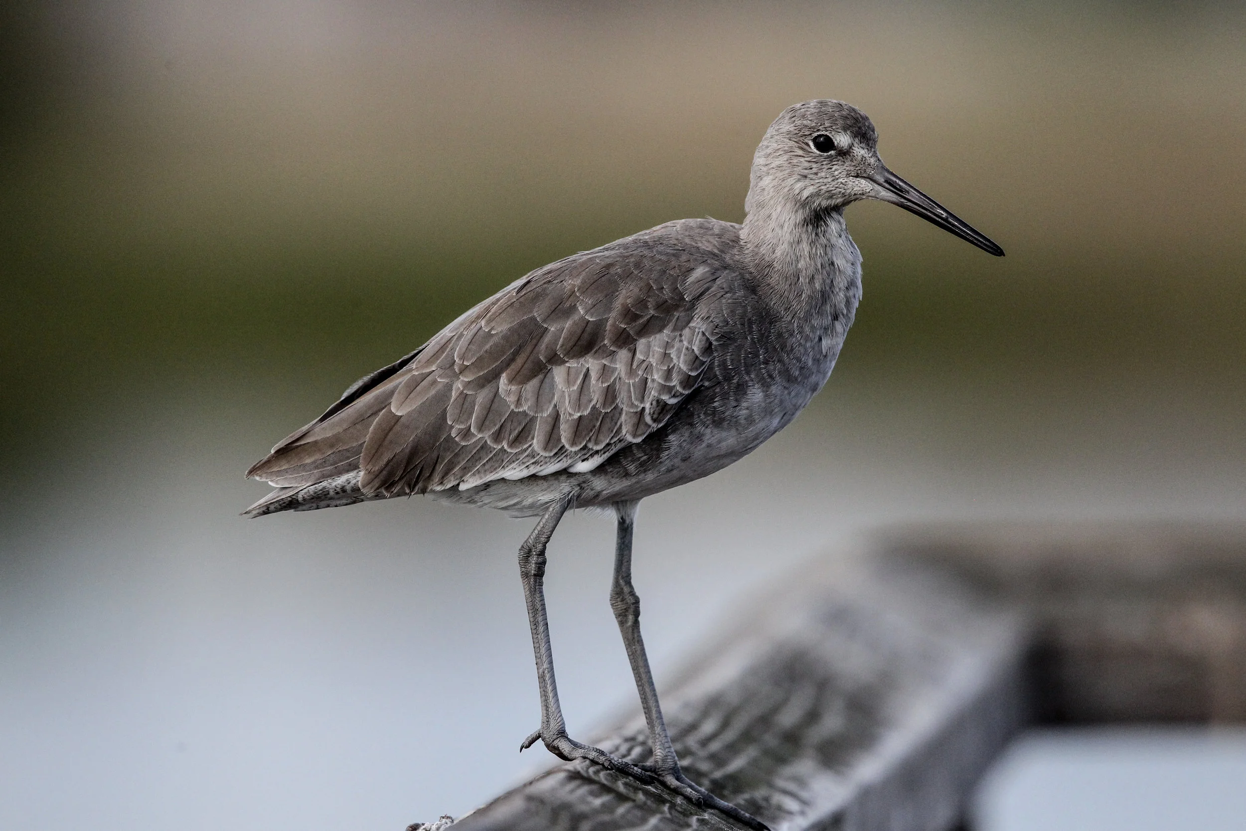  Willet, shorebird, Bolsa Chica. This may look like a plain bird, BUT when he flies, he has beautiful black and white stripes on both wings. He is very common in the wetlands. 