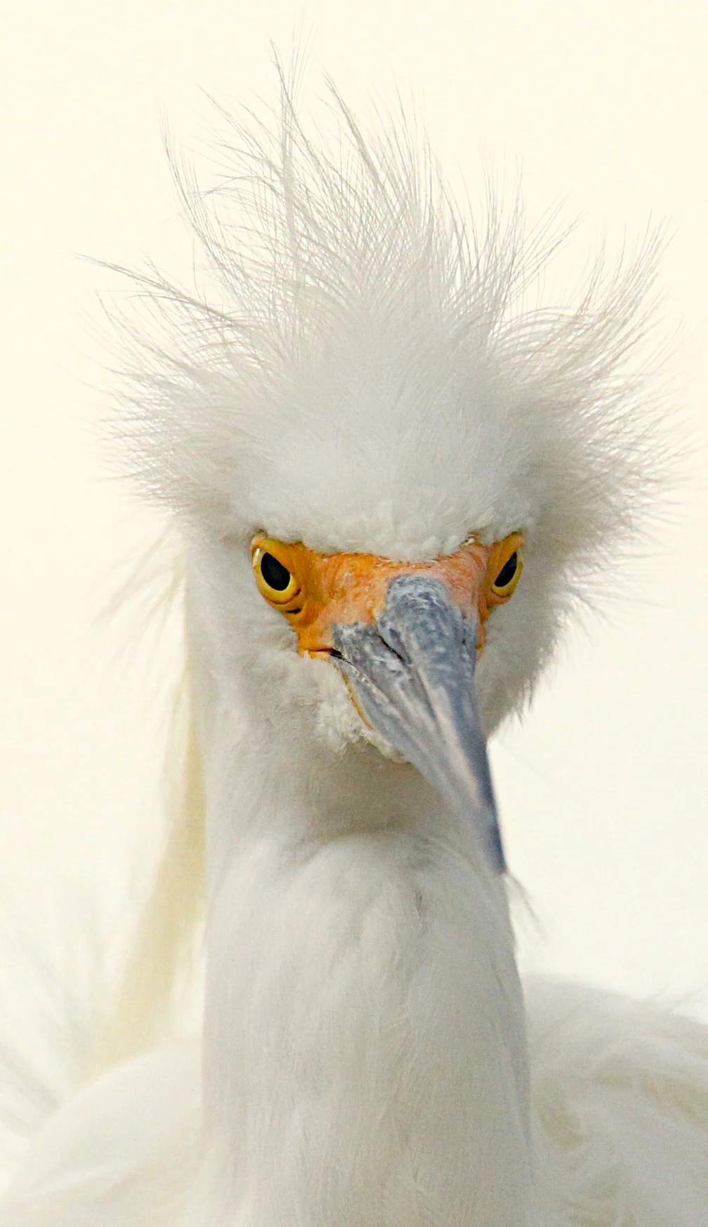  Snowy White Egret, Bolsa Chica. &nbsp;(ever have a bad hair day!!) 