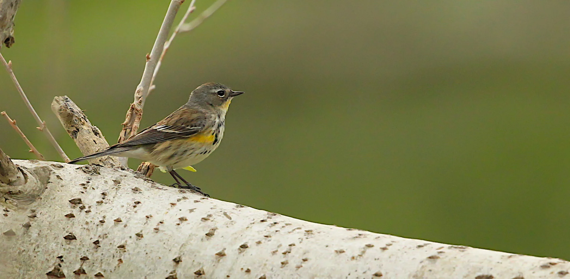 Yellow-rumped Warbler, Central Park 