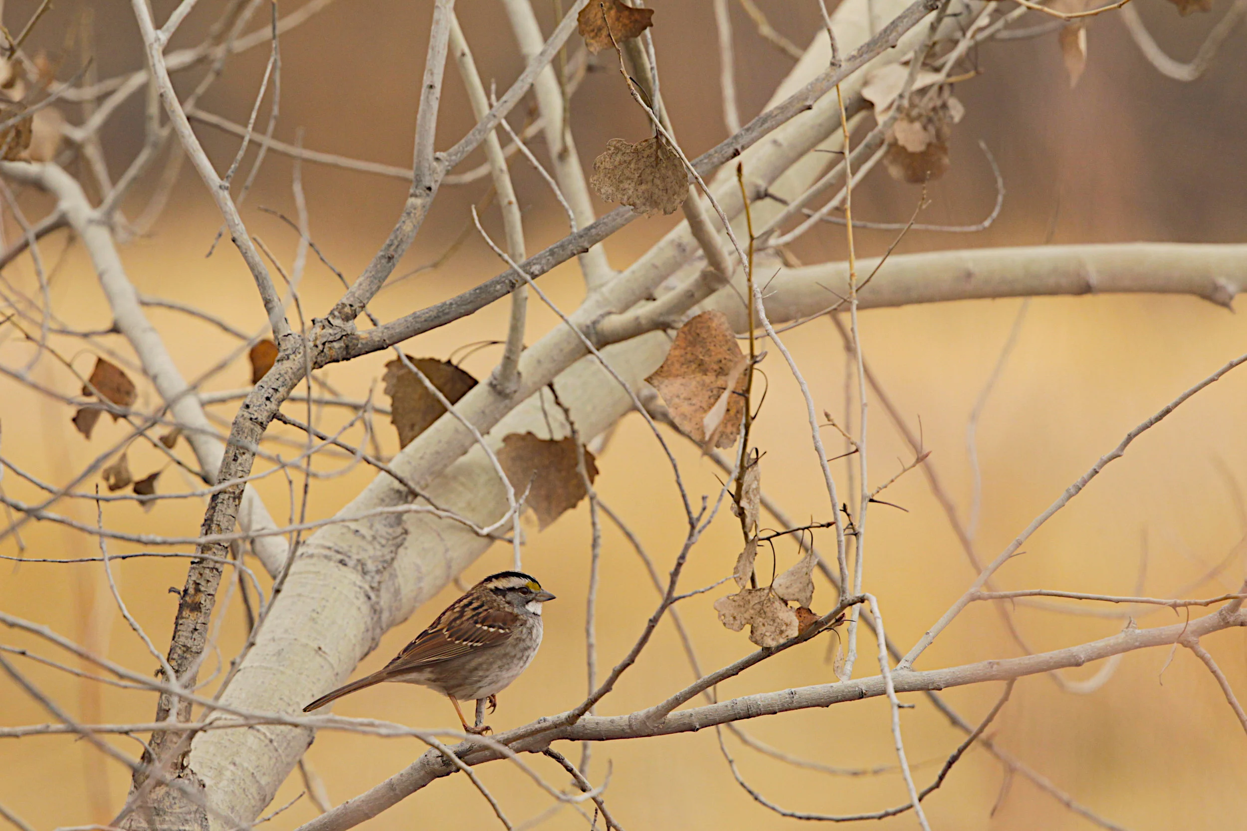  White-crowned Sparrow, Central Park 
