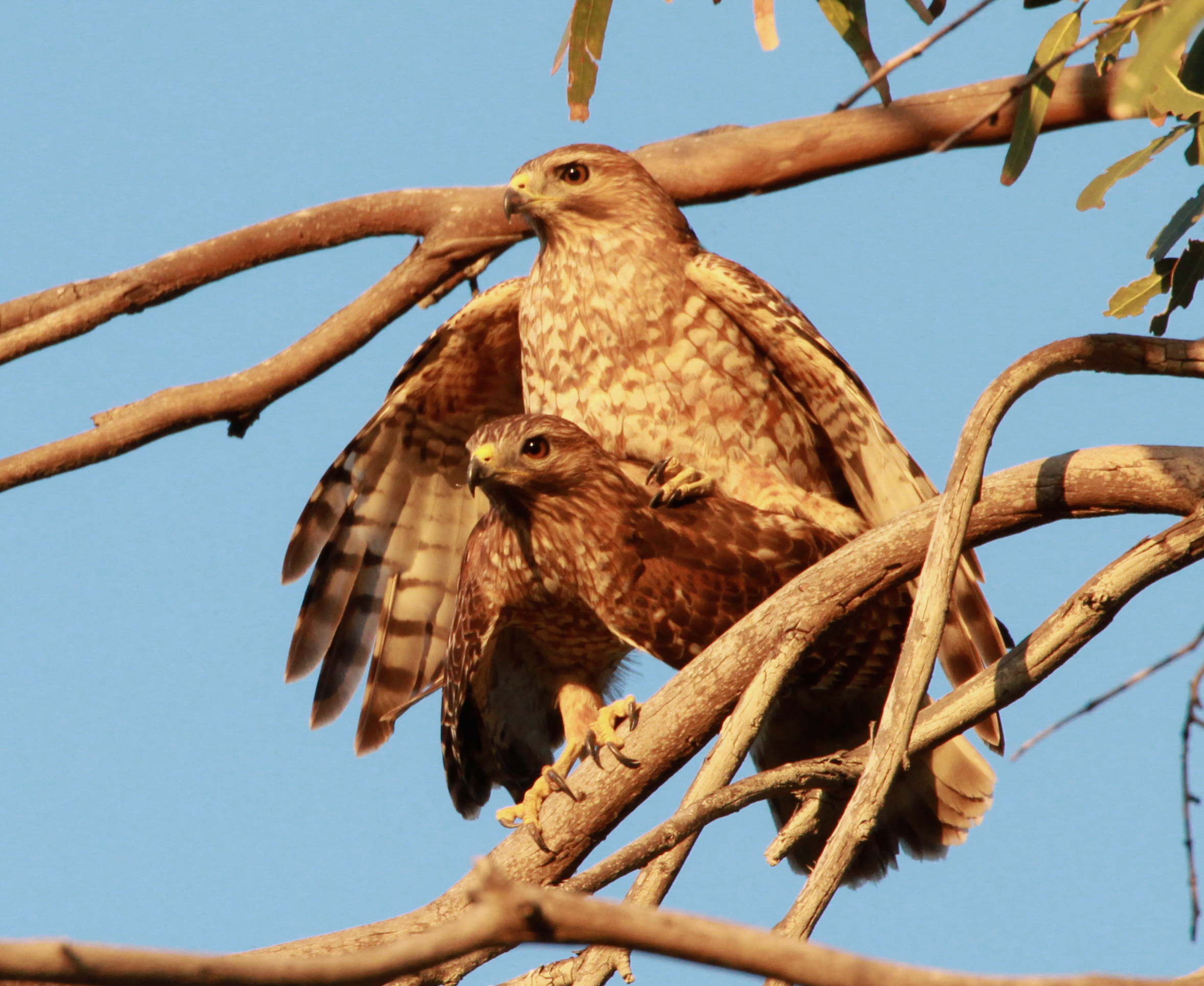  Red-shouldered Hawks, Bolsa Chica. Just looked way UP and saw this mating!! Sometimes photography is just plain luck!! 
