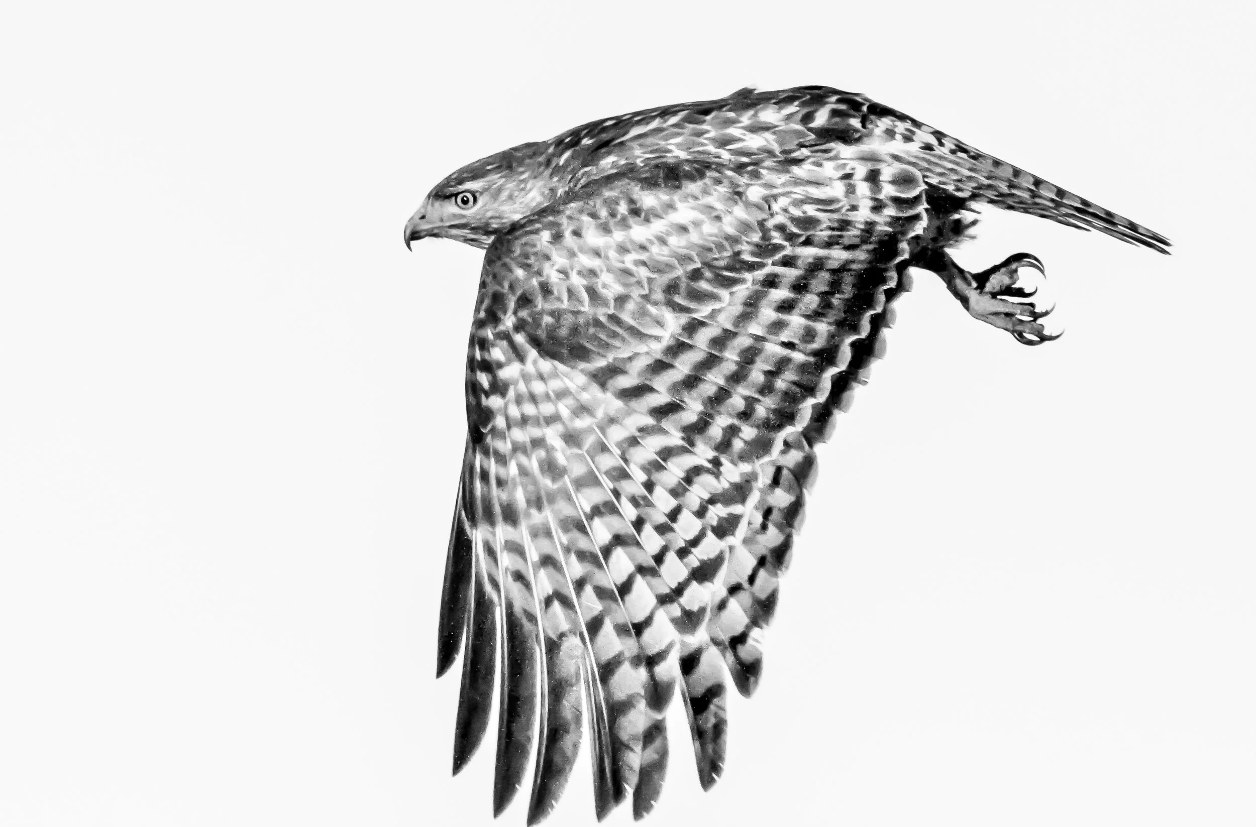  Red-tailed Hawk, Bolsa Chica and Central Park. 