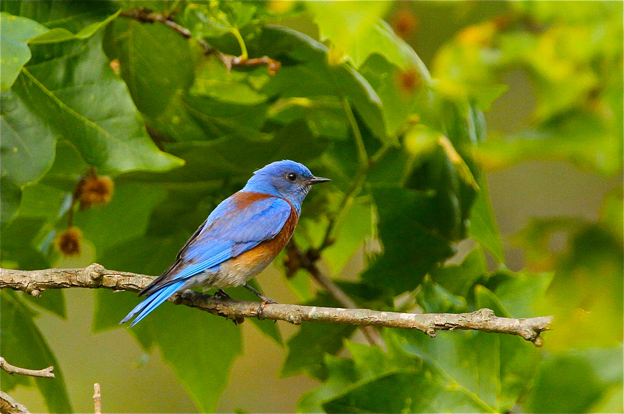  Western Bluebird (m) Central Park. Mating colors are always outstanding. &nbsp; Central Park has nesting box's all over the park, and when spring arrives so do the bluebirds. 