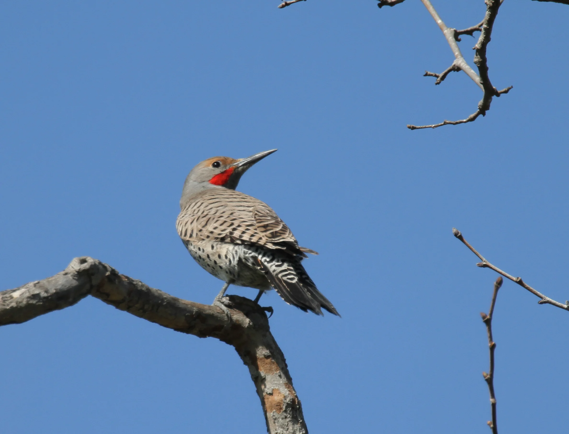  Northern Flicker, Central Park, Bolsa Chica. 