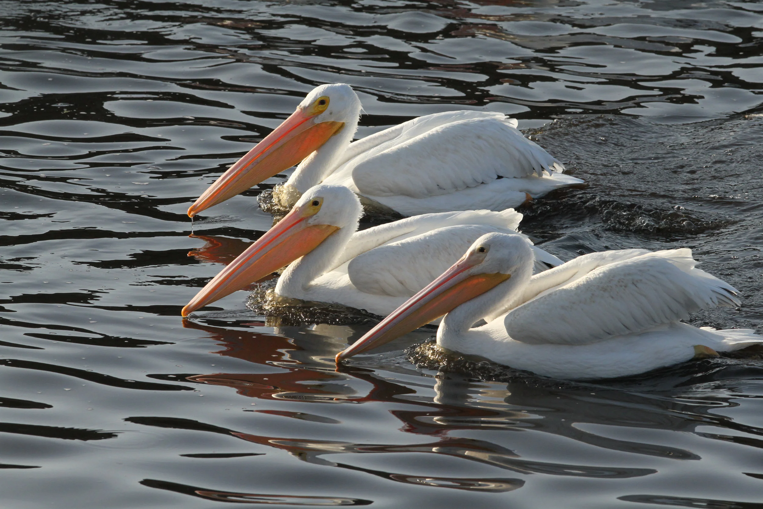  White Pelicans, Bolsa Chica, Central Park. 