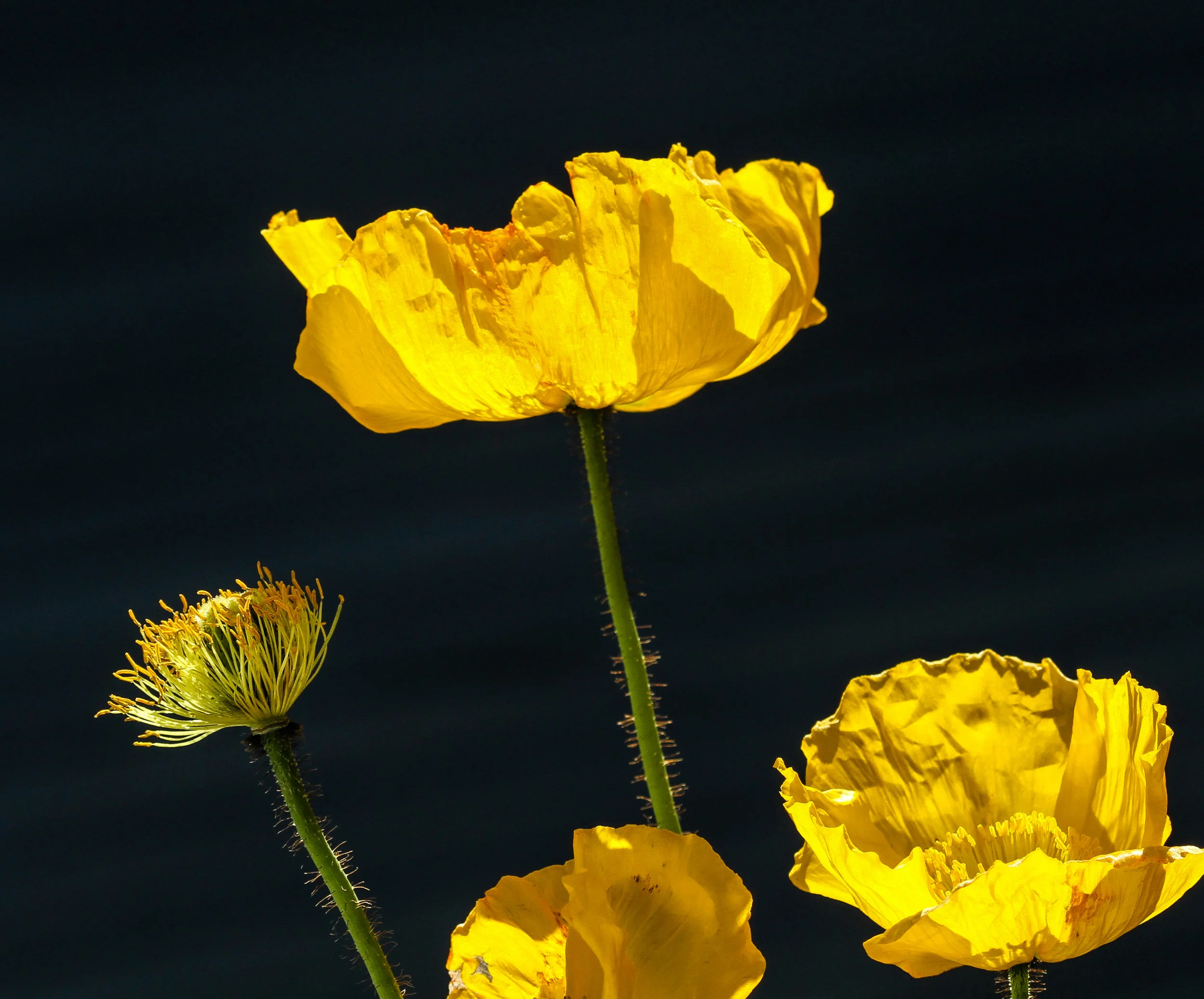IMG_1093_iPhoto_preview.JPG