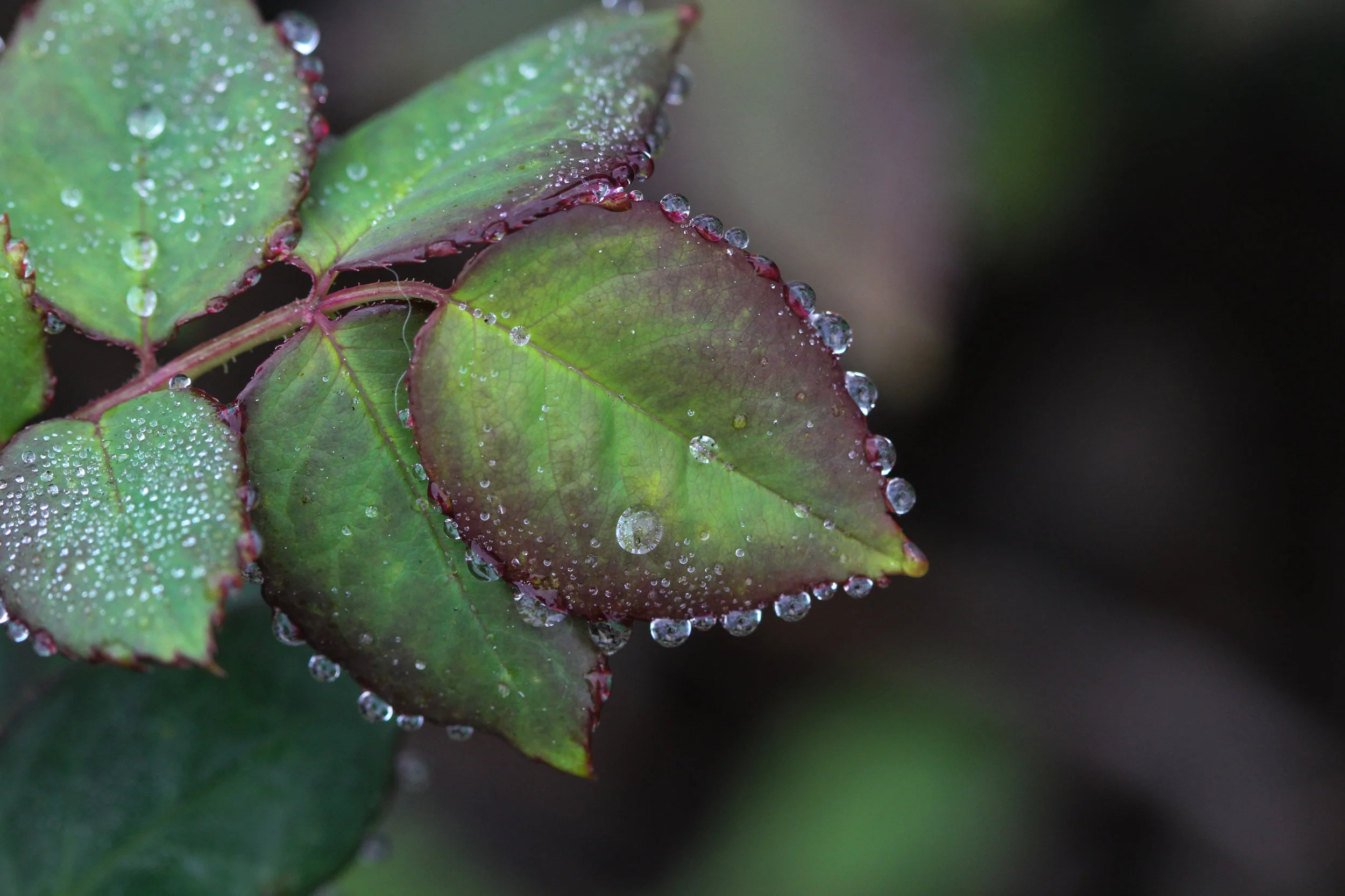  Rose bush leaves have some pretty designs all their own. 