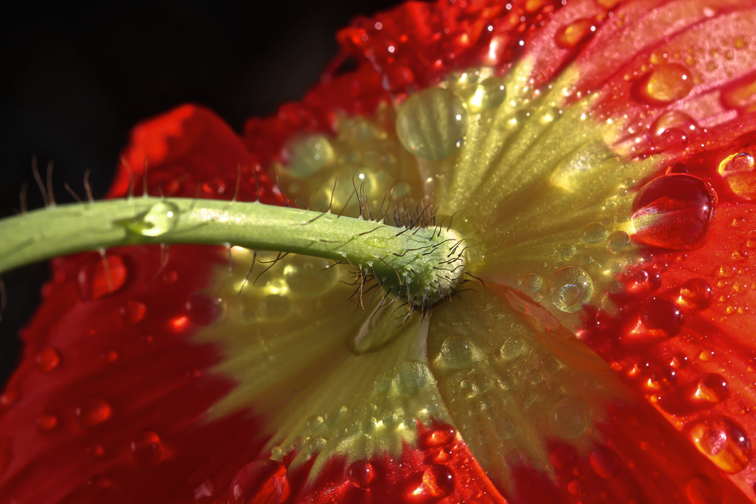 IMG_3550_iPhoto_preview.JPG