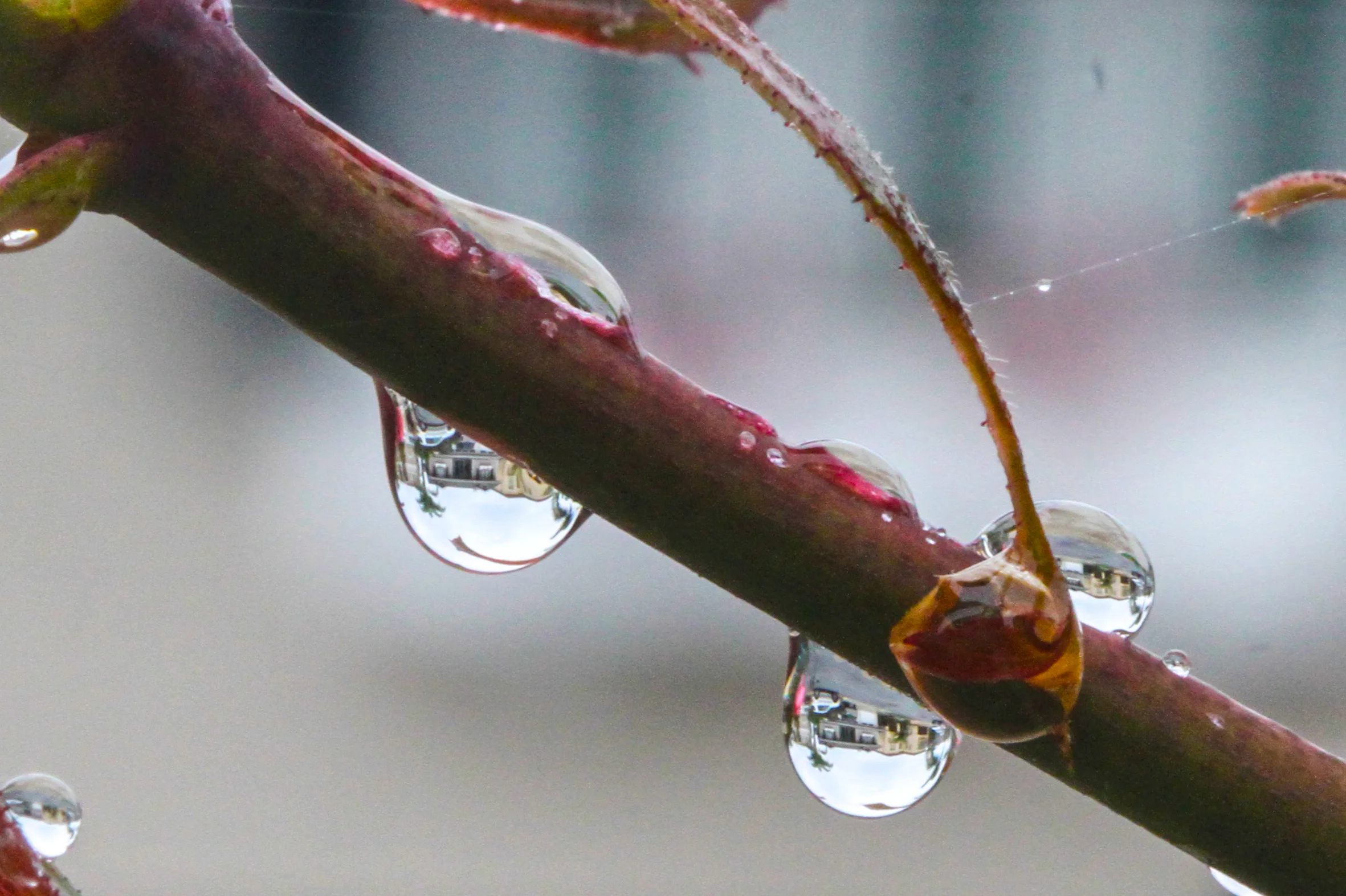  Look closely, &nbsp;you can see houses in the water drops from across the street. 
