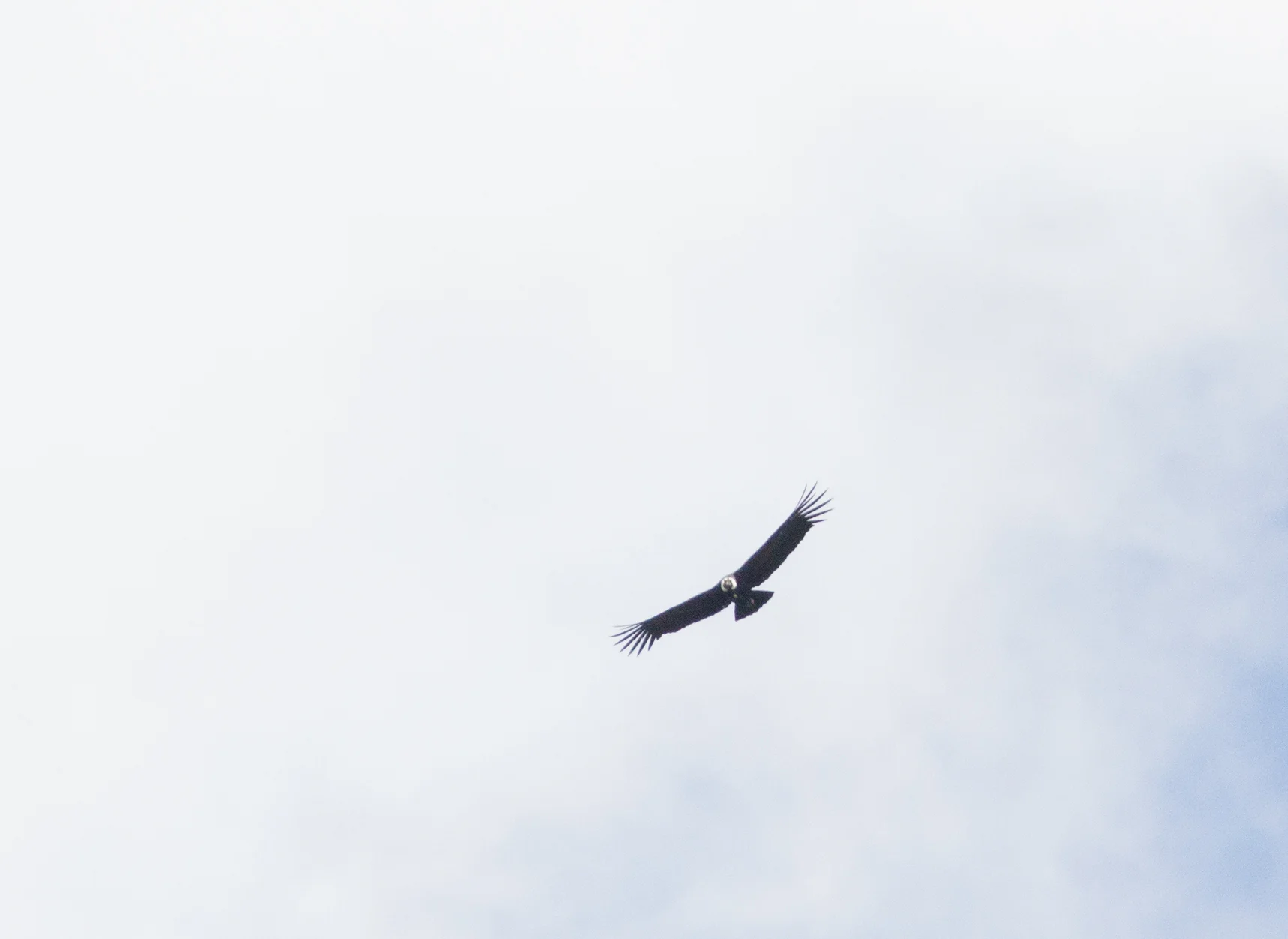  Andean Condor. &nbsp;Sorry, this is the best I could do. &nbsp;We saw 3-4 condors that day,&nbsp;in high elevations ( over 13,000 ft) with the condors even higher. &nbsp;My plan is to return to Ecuador and try to &nbsp;get better photos. In the mean