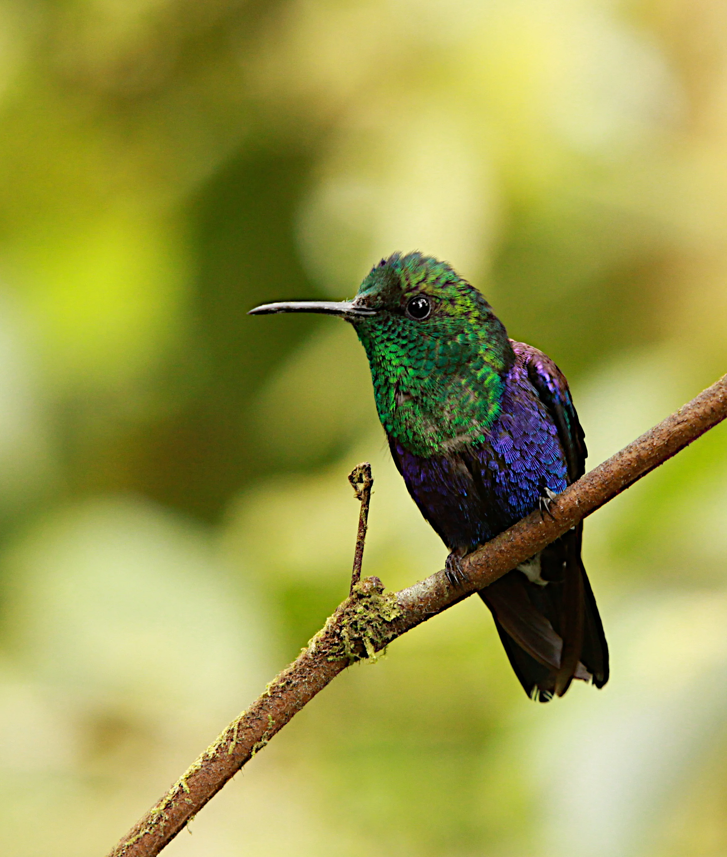  Violet-bellied Hummingbird 