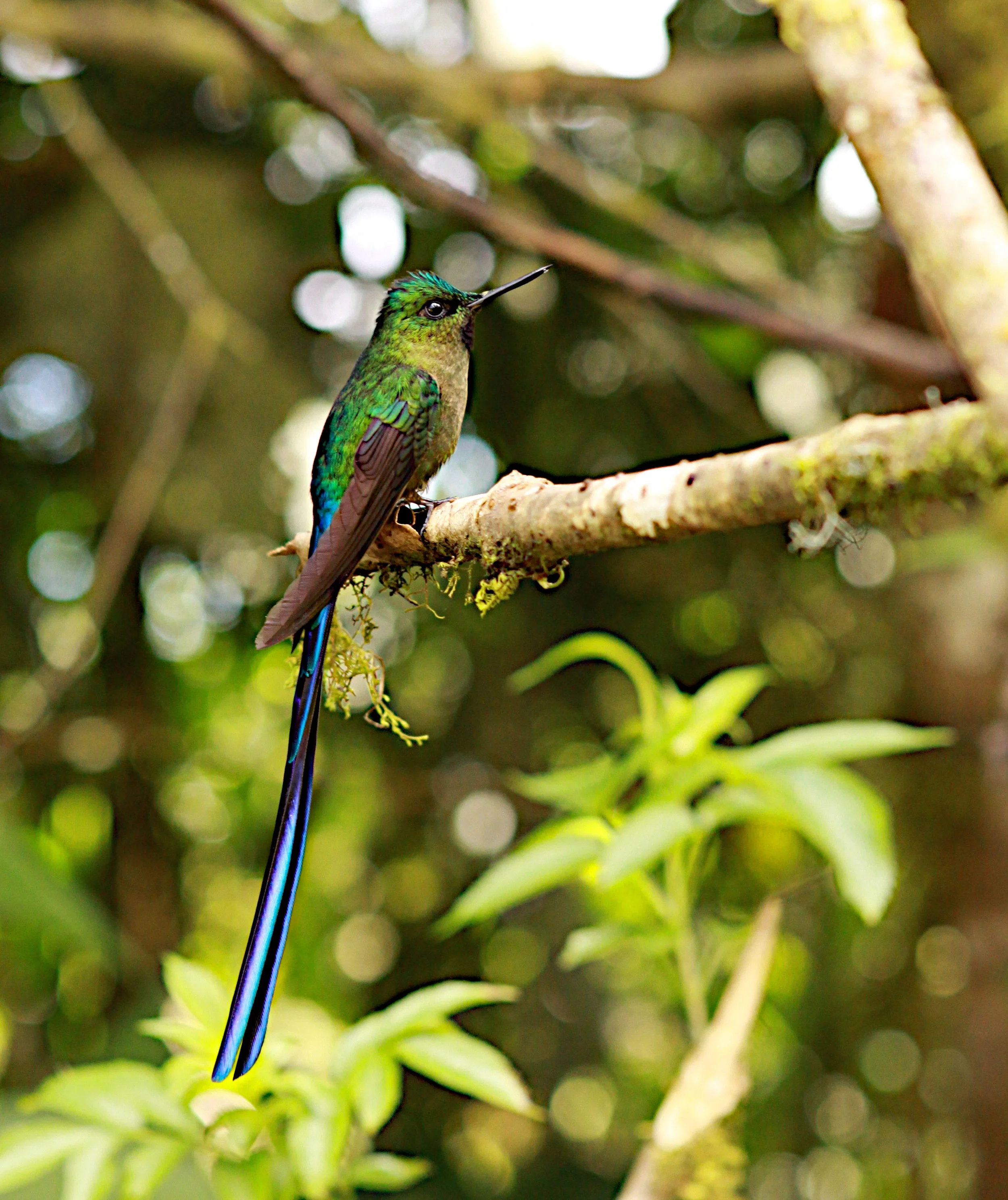  Violet-Tailed Sylph Hummingbird 
