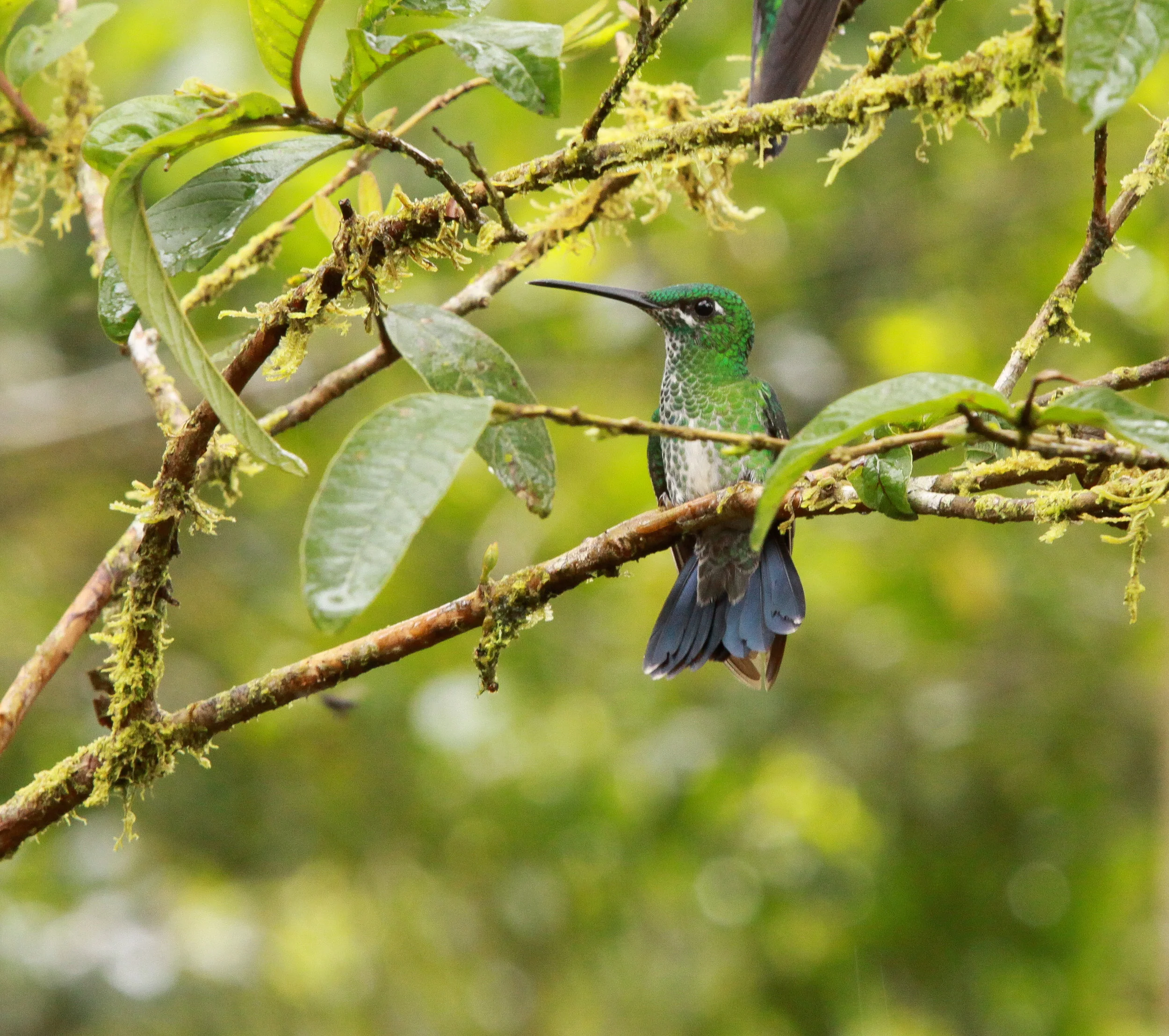  Green-Crowned Brillant Hummingbird 