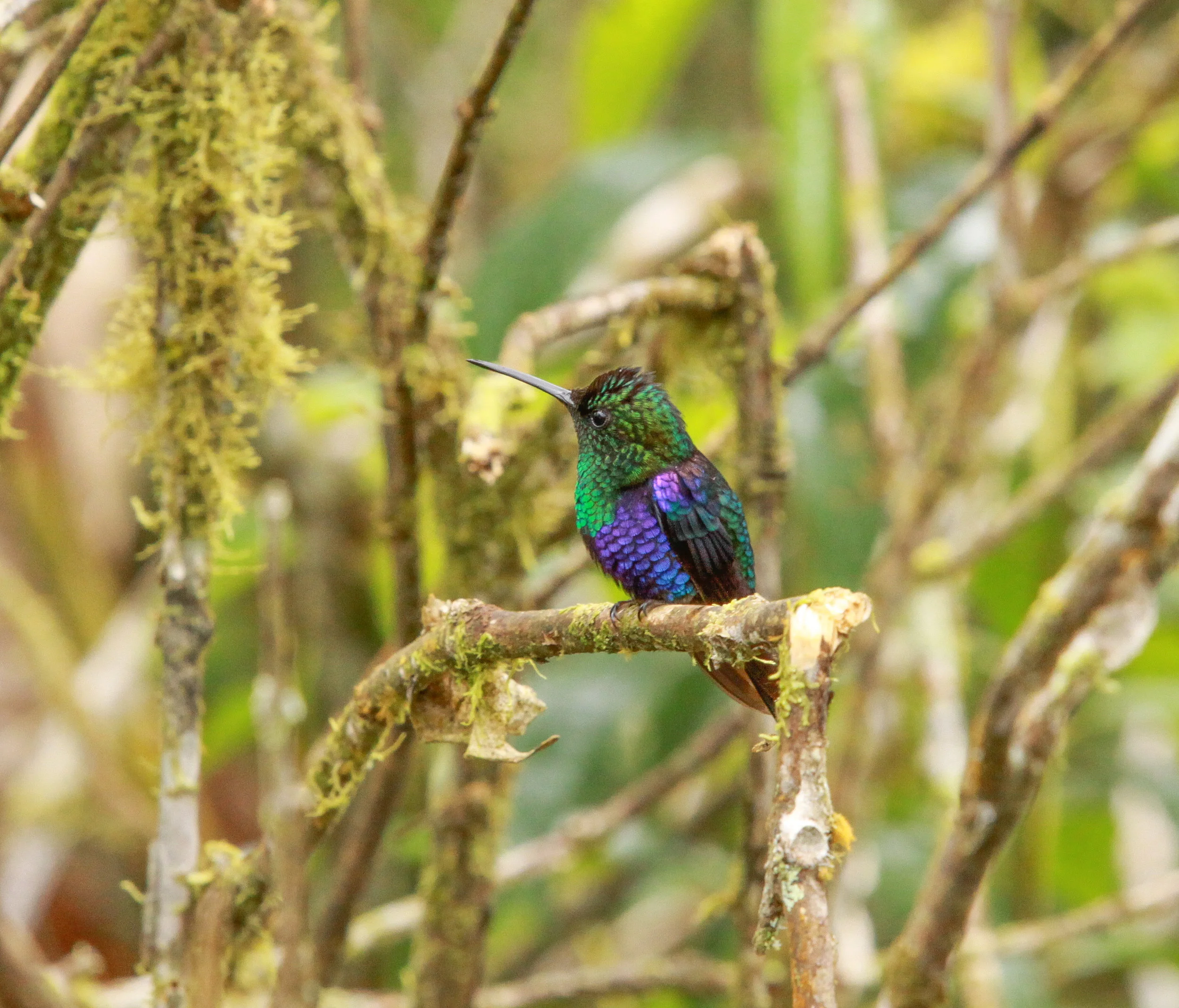  Violet-Bellied Hummingbird 