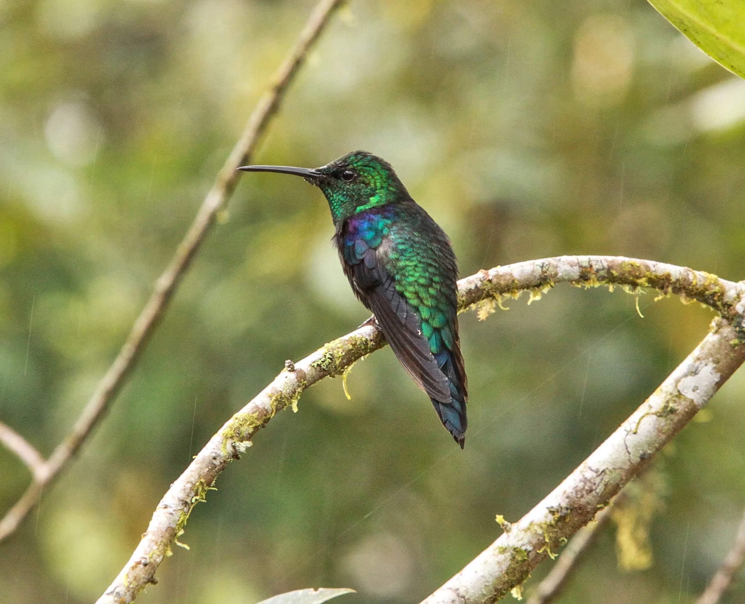  Violet-Bellied Hummingbird 
