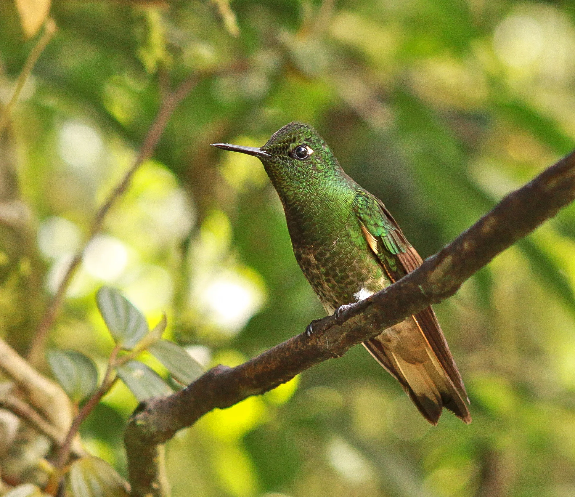  Fawn-Breasted Brilliant Hummingbird 