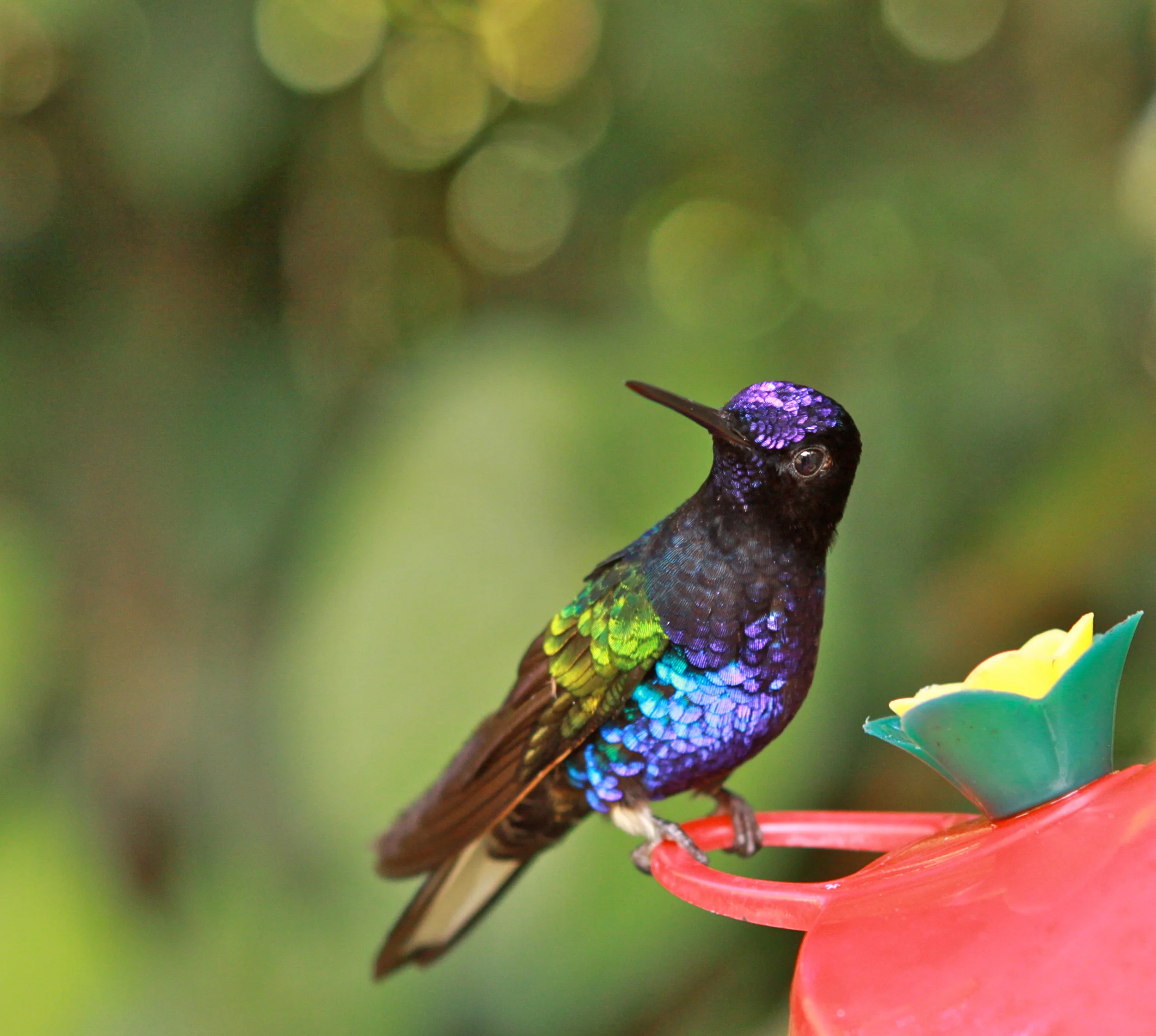  Velvet-Purple Coronet Hummingbird 