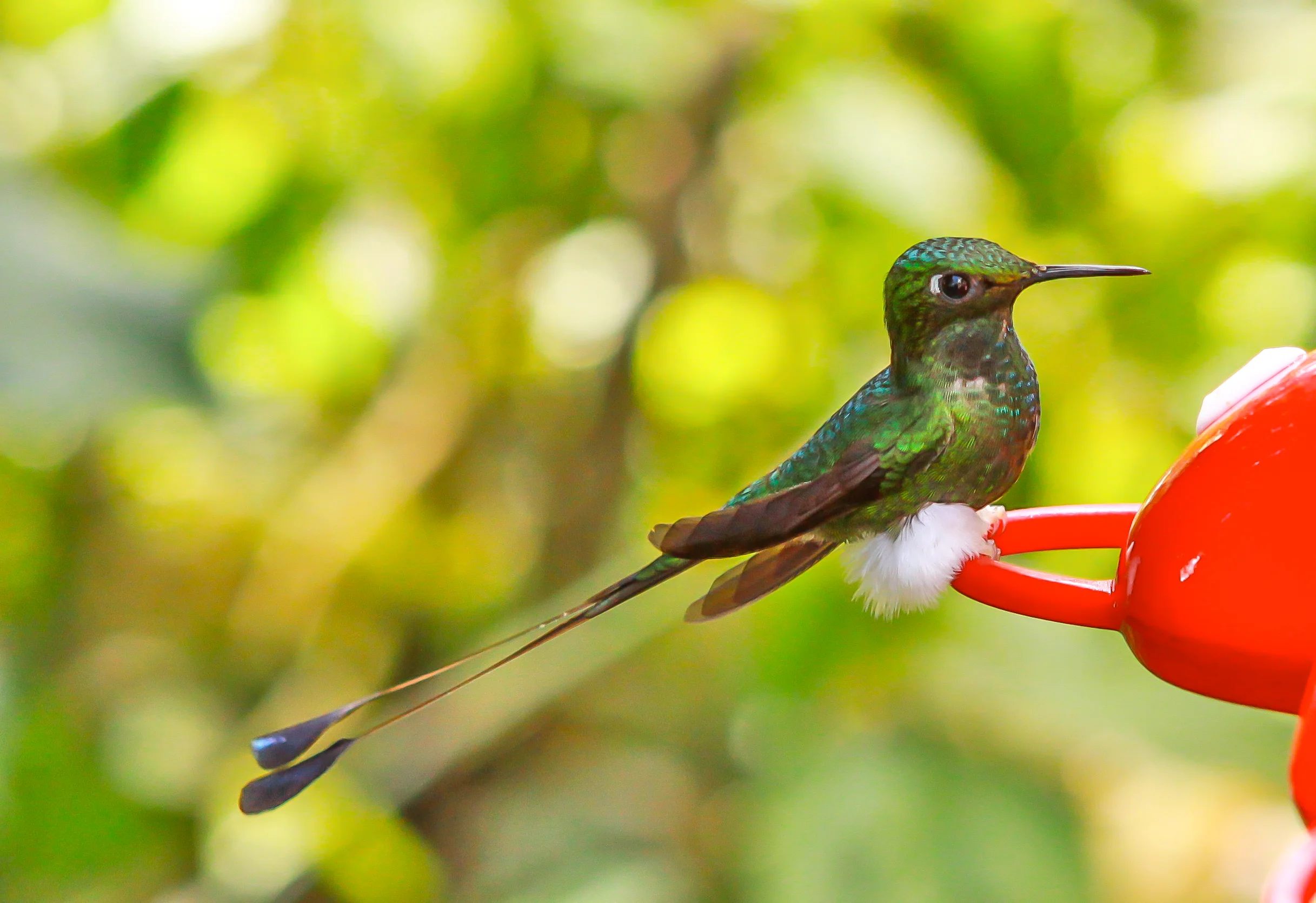  Booted Racket-Tail Hummingbird (m) 