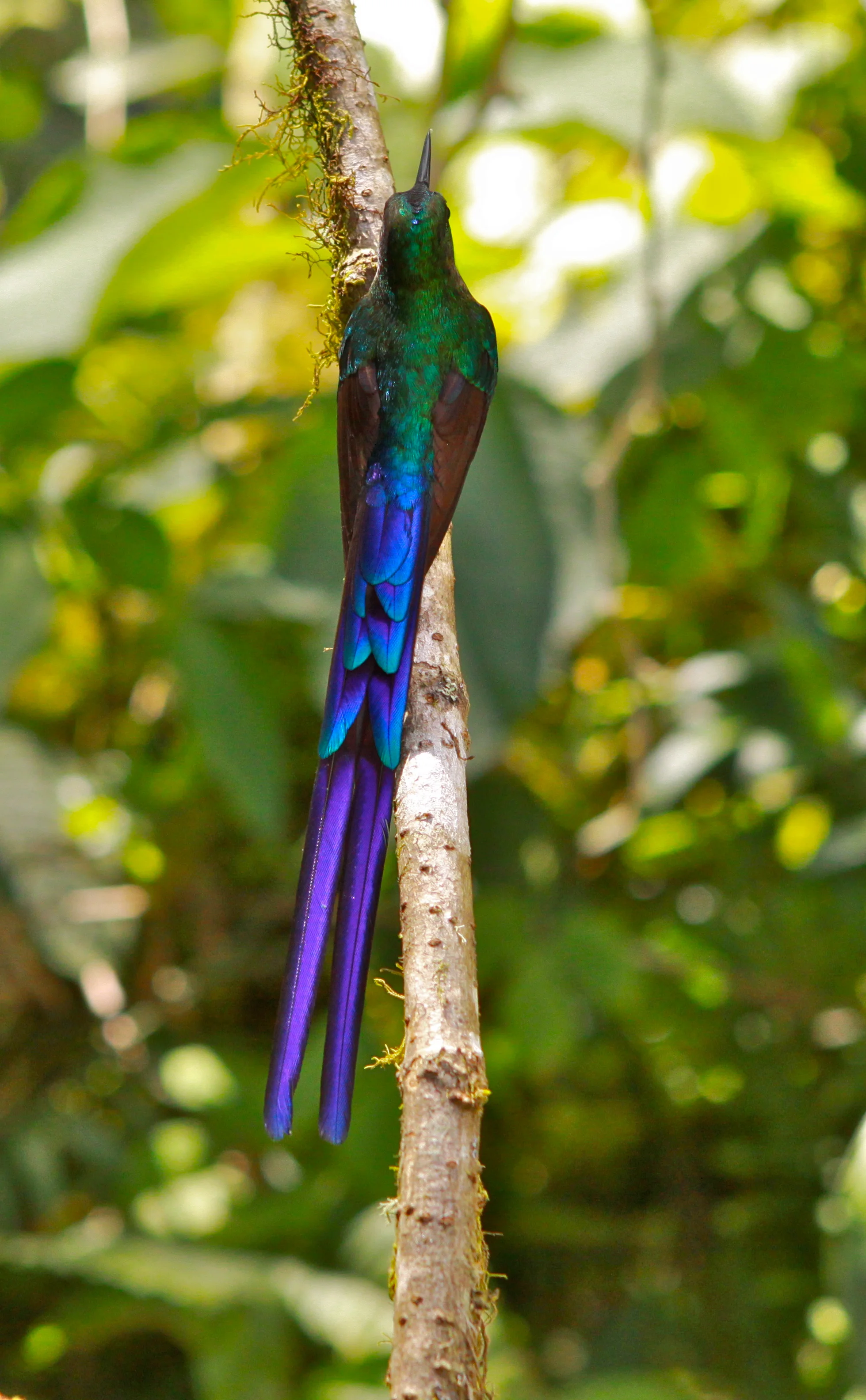  Violet-Tailed Sylph Hummingbird 