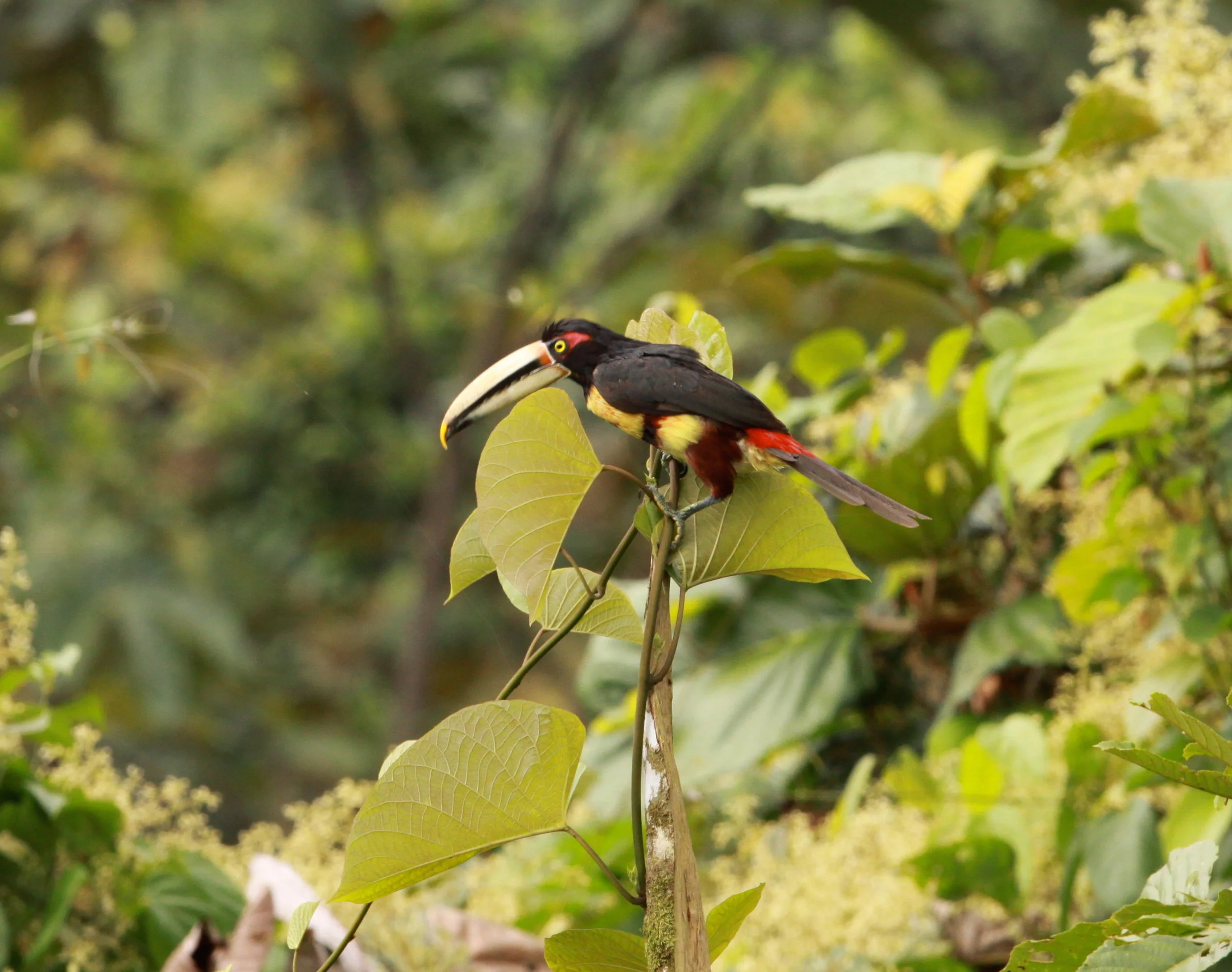  Collared Aracari ( also known as Pale-mandibled Aracari) 
