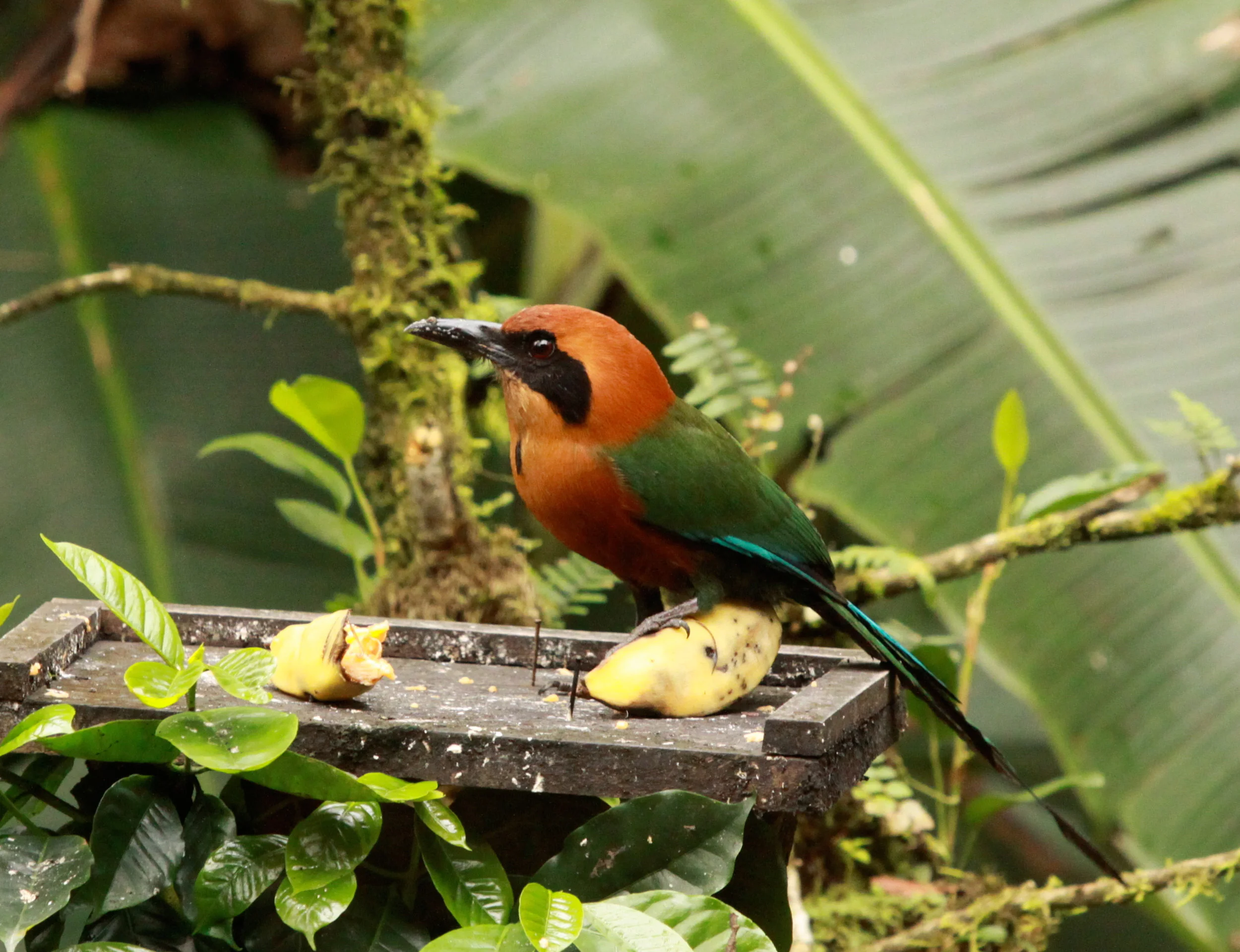  Rufous Motmot 