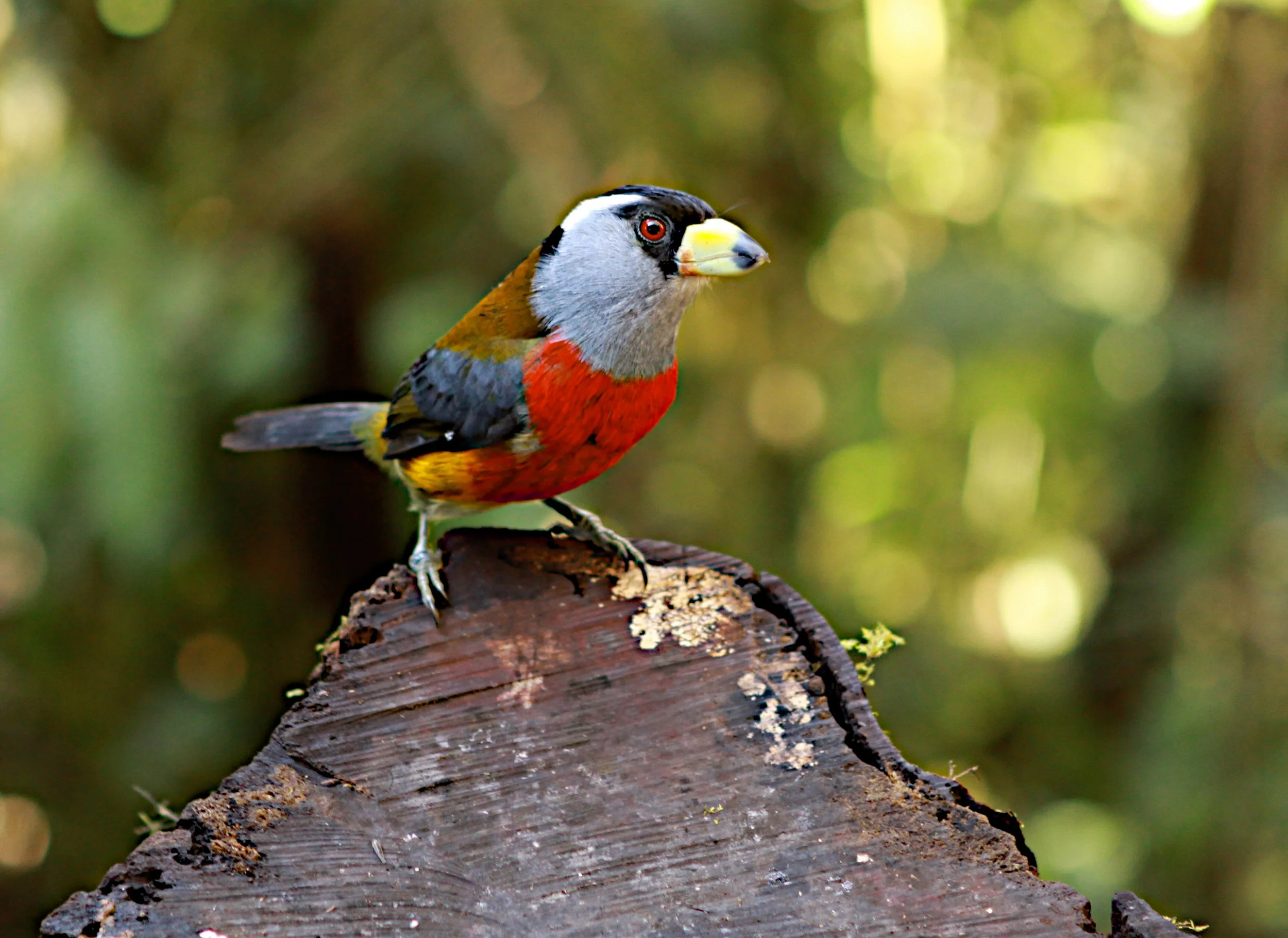  Toucan Barbet 