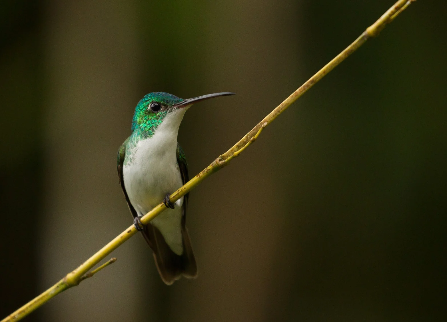  Andean Emerald Hummingbird 