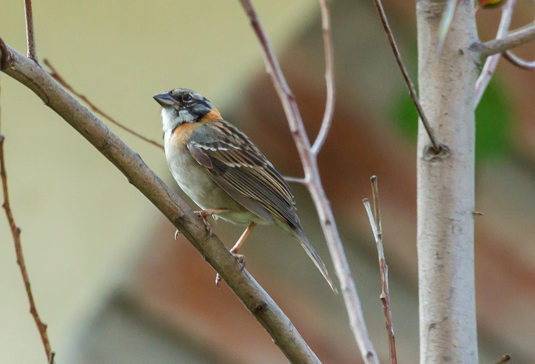  Rufous-collared Sparrow 