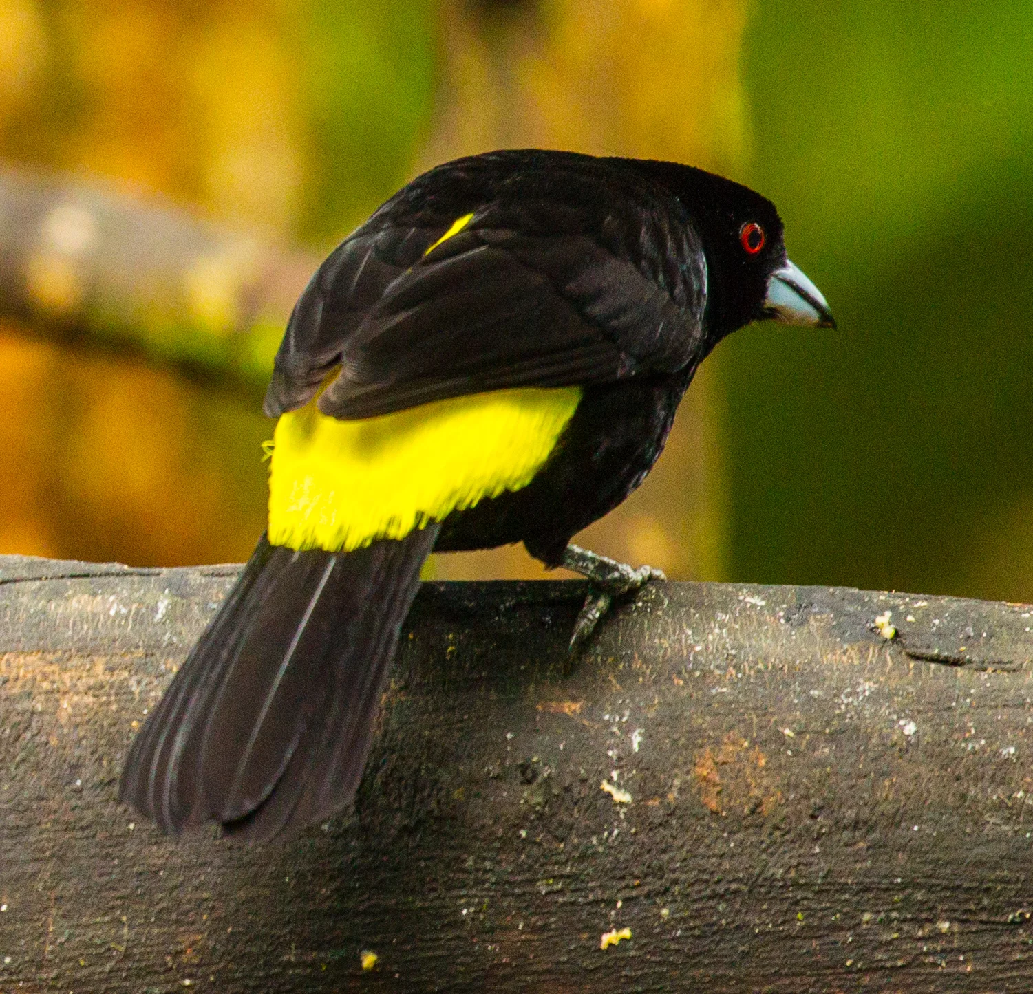  Flame-rumped Tanager 