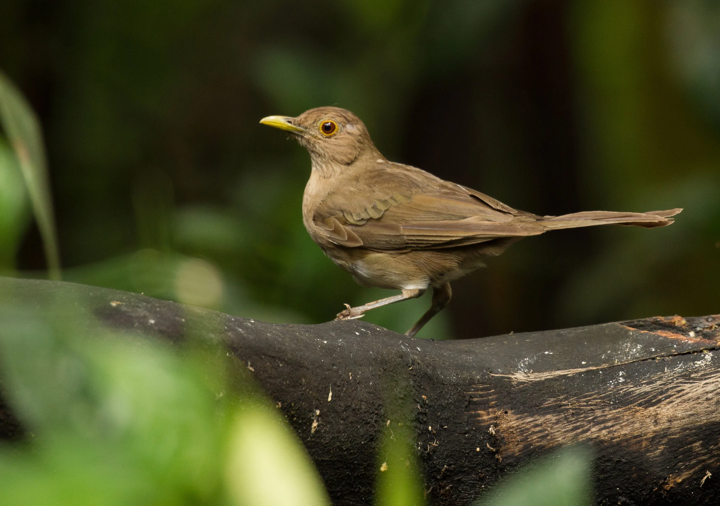  White-backed Fire-eye 