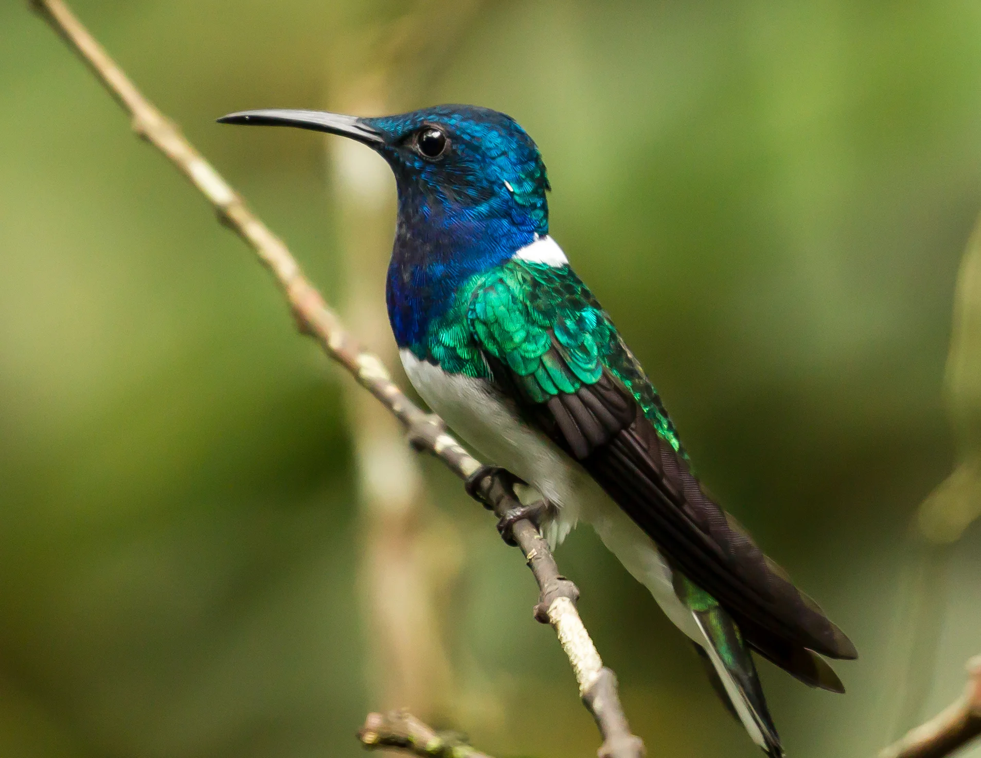  White-necked Jacobin Hummingbird 