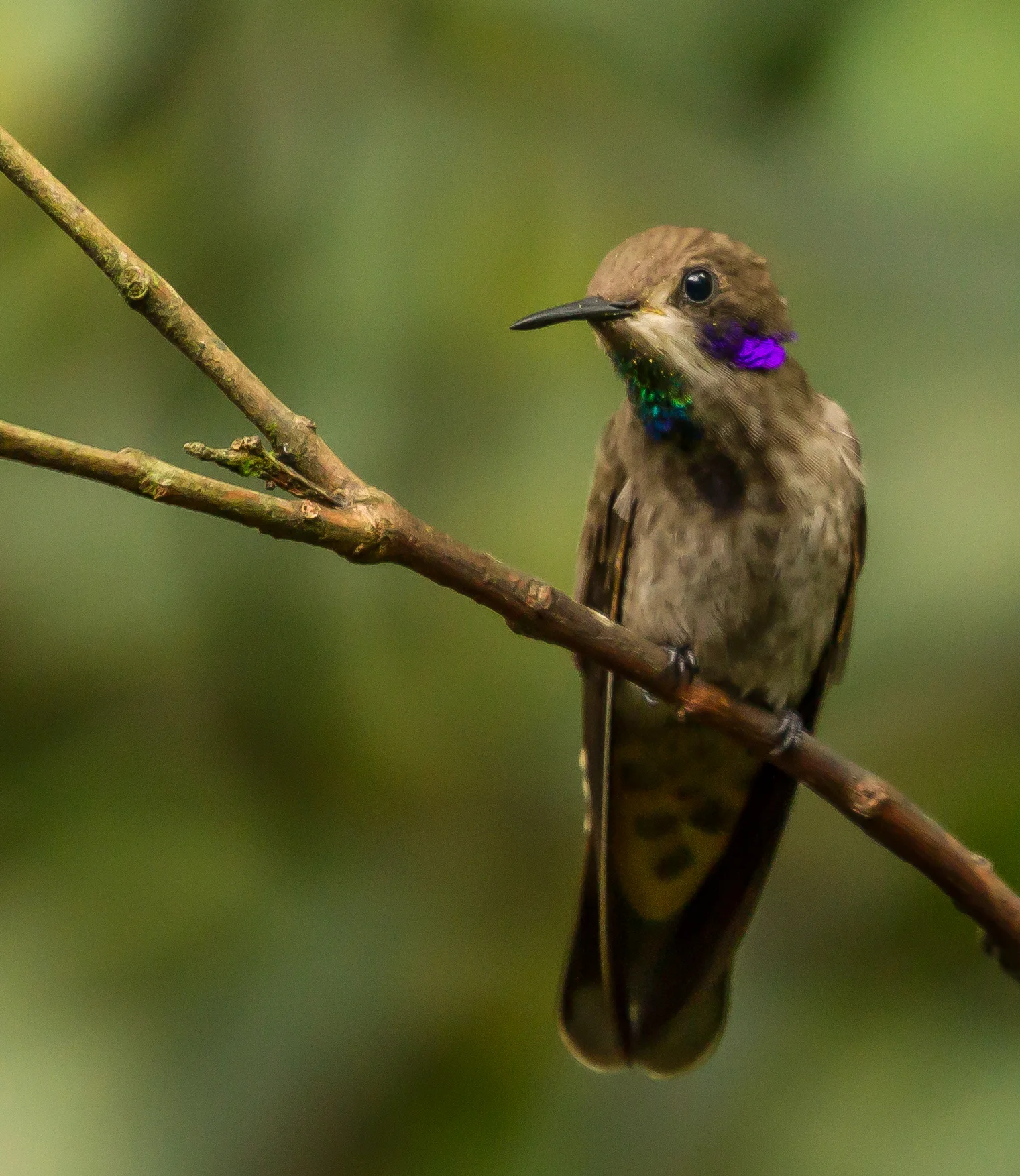  Brown Violetear Hummingbird 