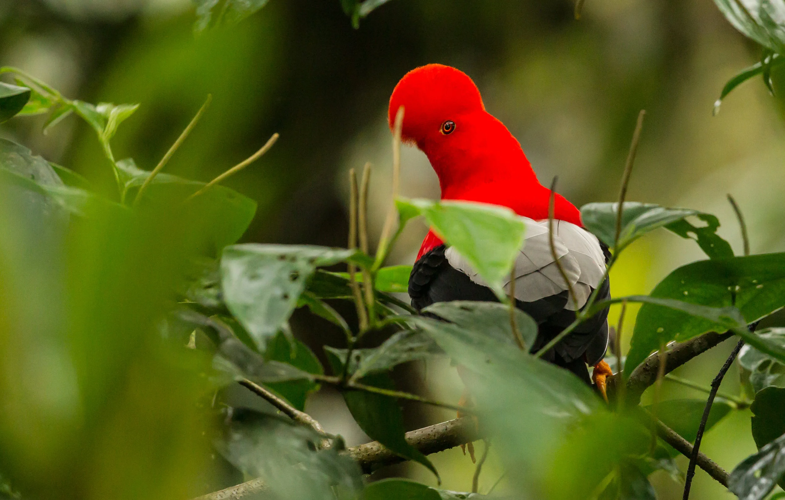 Andean Cock-of-the-rock (m) The top of his head is just feathers, and if you look very closely you may see a tiny yellow beak. 