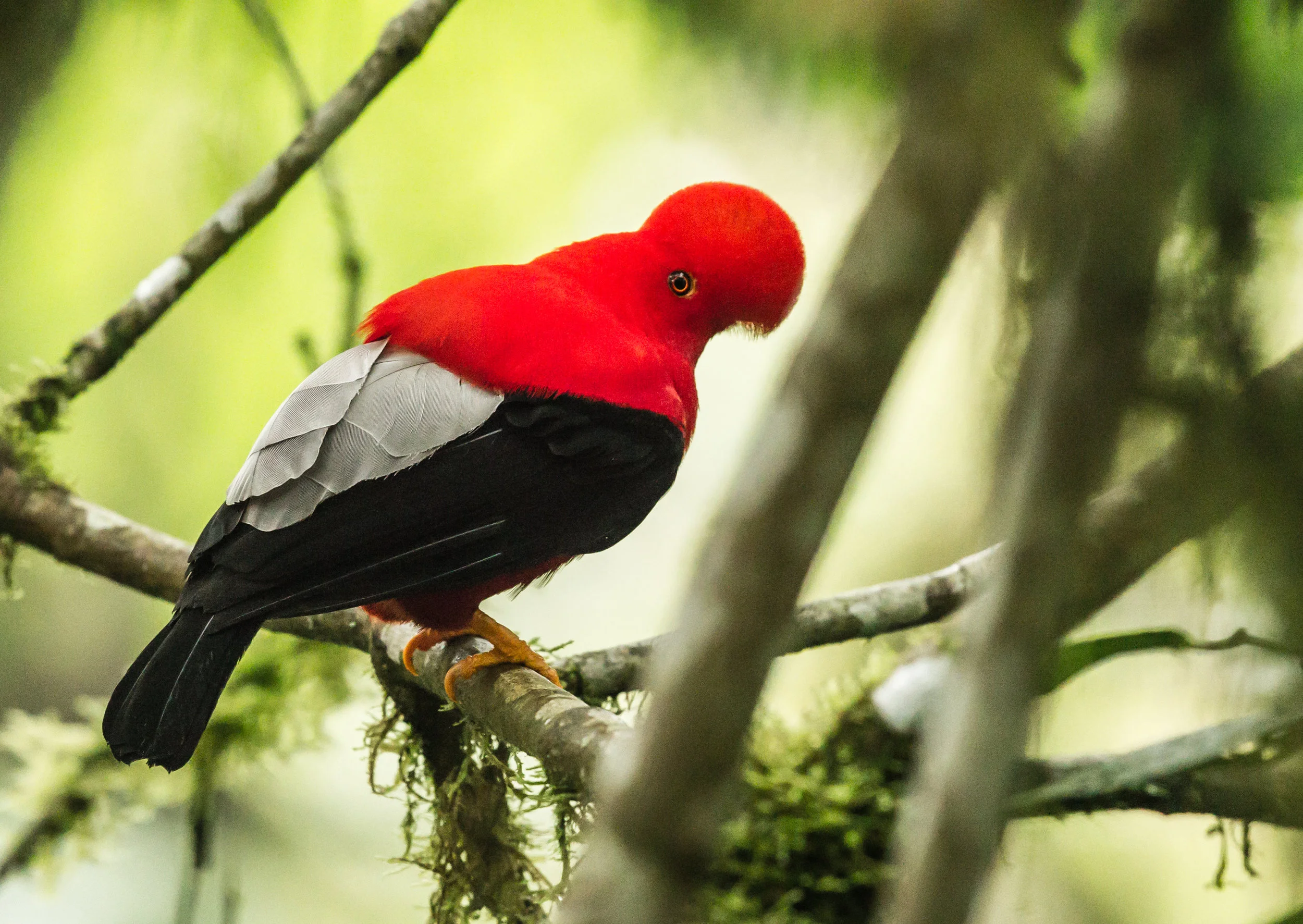  Andean Cock-of-the rock.(m)&nbsp;I came back to Ecuador a second time just to photograph this bird. The first trip I had 5 seconds to get a shot, and MISSED. &nbsp;The second trip in 2016 was a complete success.&nbsp;Saw about five of them and they 