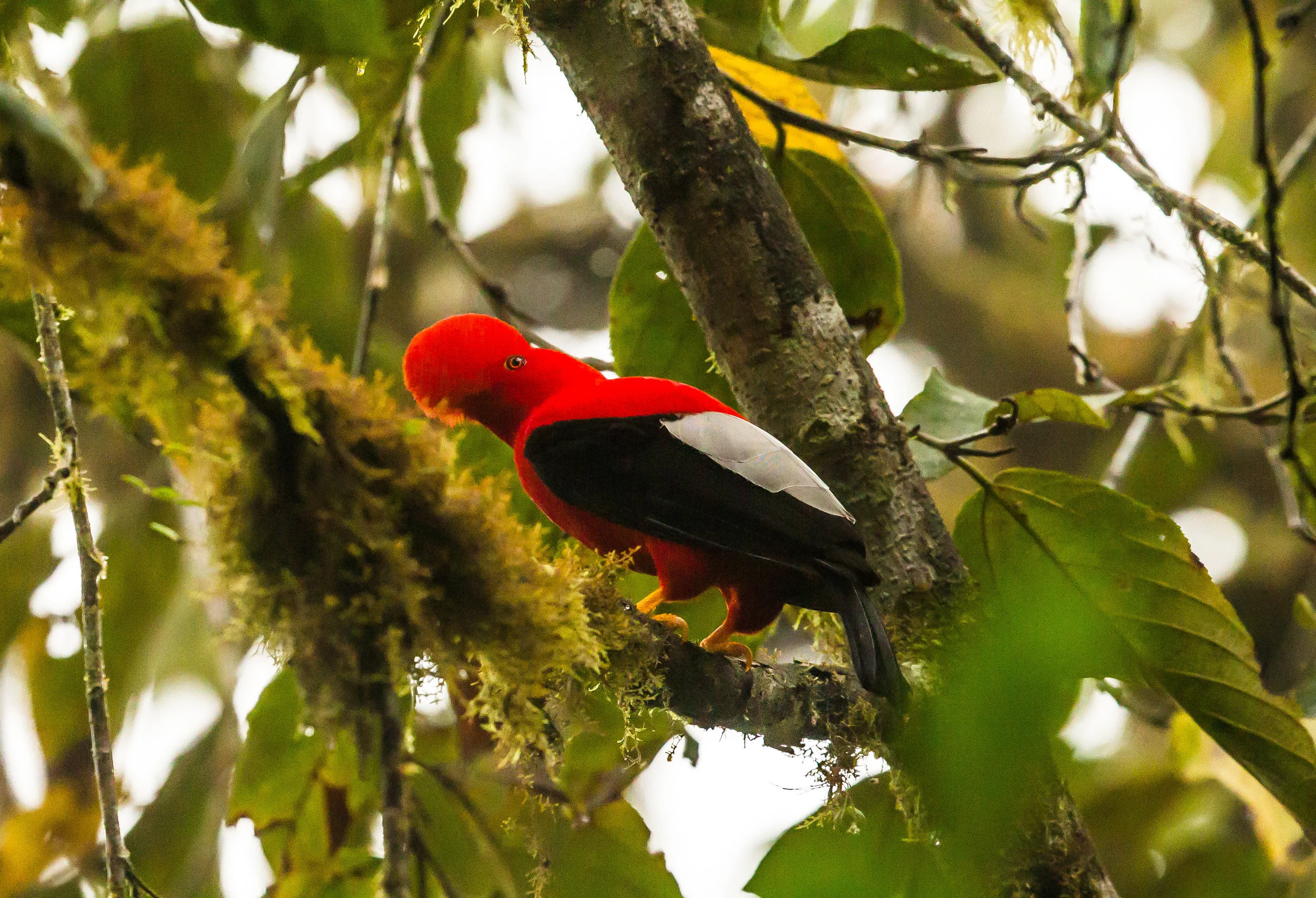  Andean Cock-of-rock (m) 