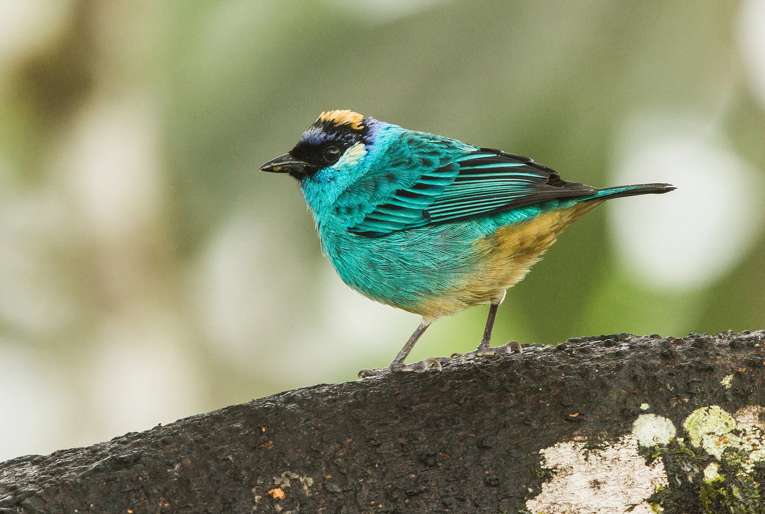  Golden-Napes Tanager 