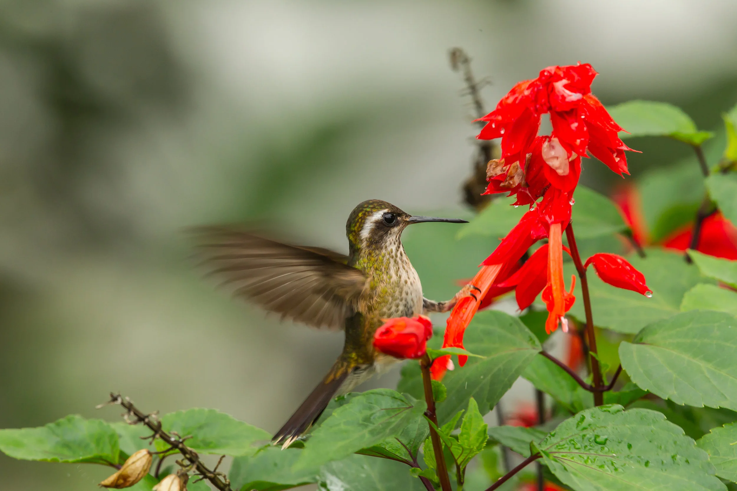  Striped-throated Hermit Hummingbird 
