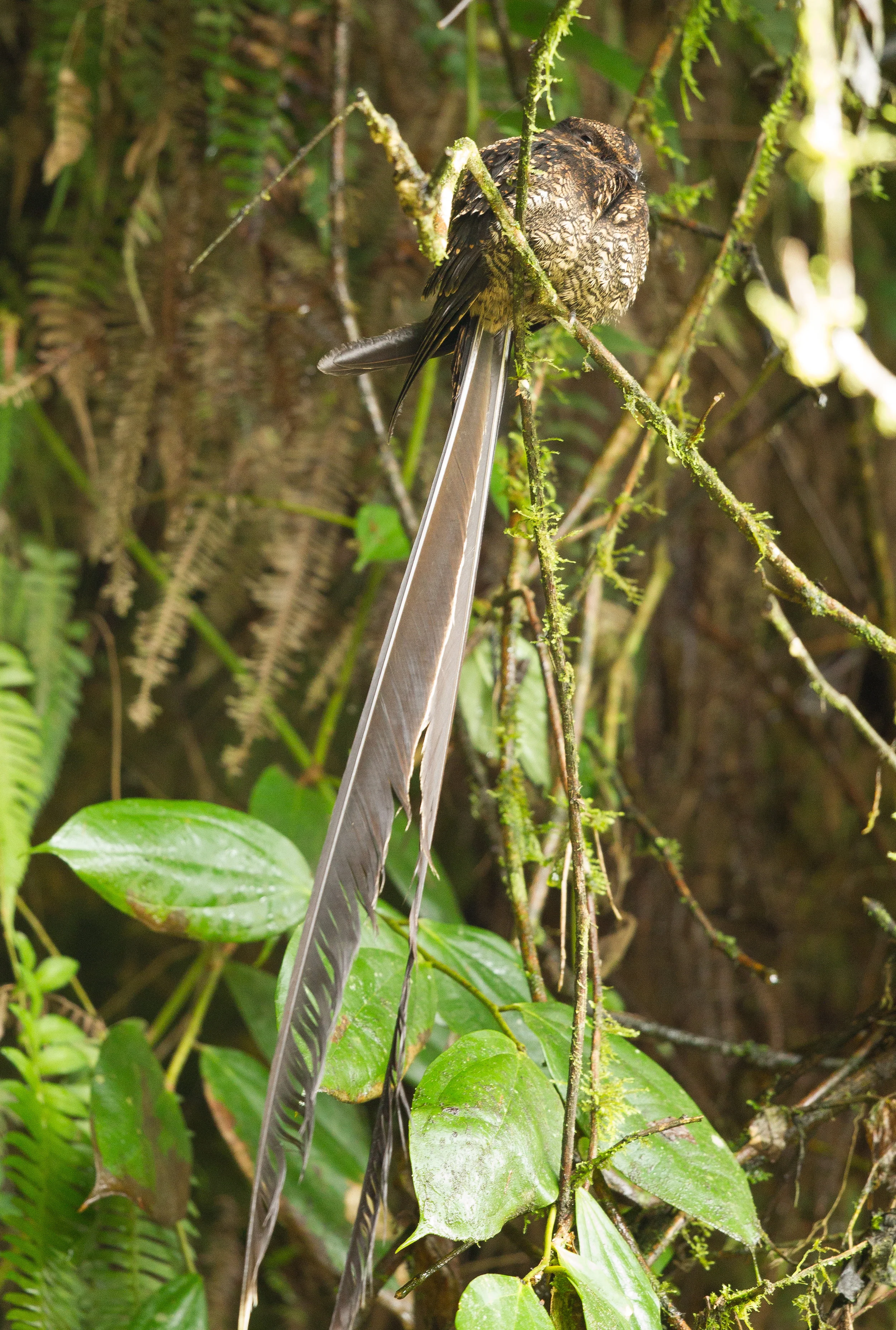  Swallow-tailed Nightjar. This is an amazing bird,&nbsp;very well hidden on a side of a cliff. His tail is 2-3 times as long as his body.&nbsp;Very difficult to photograph him, as I was trying to get his entire body in my photo. 