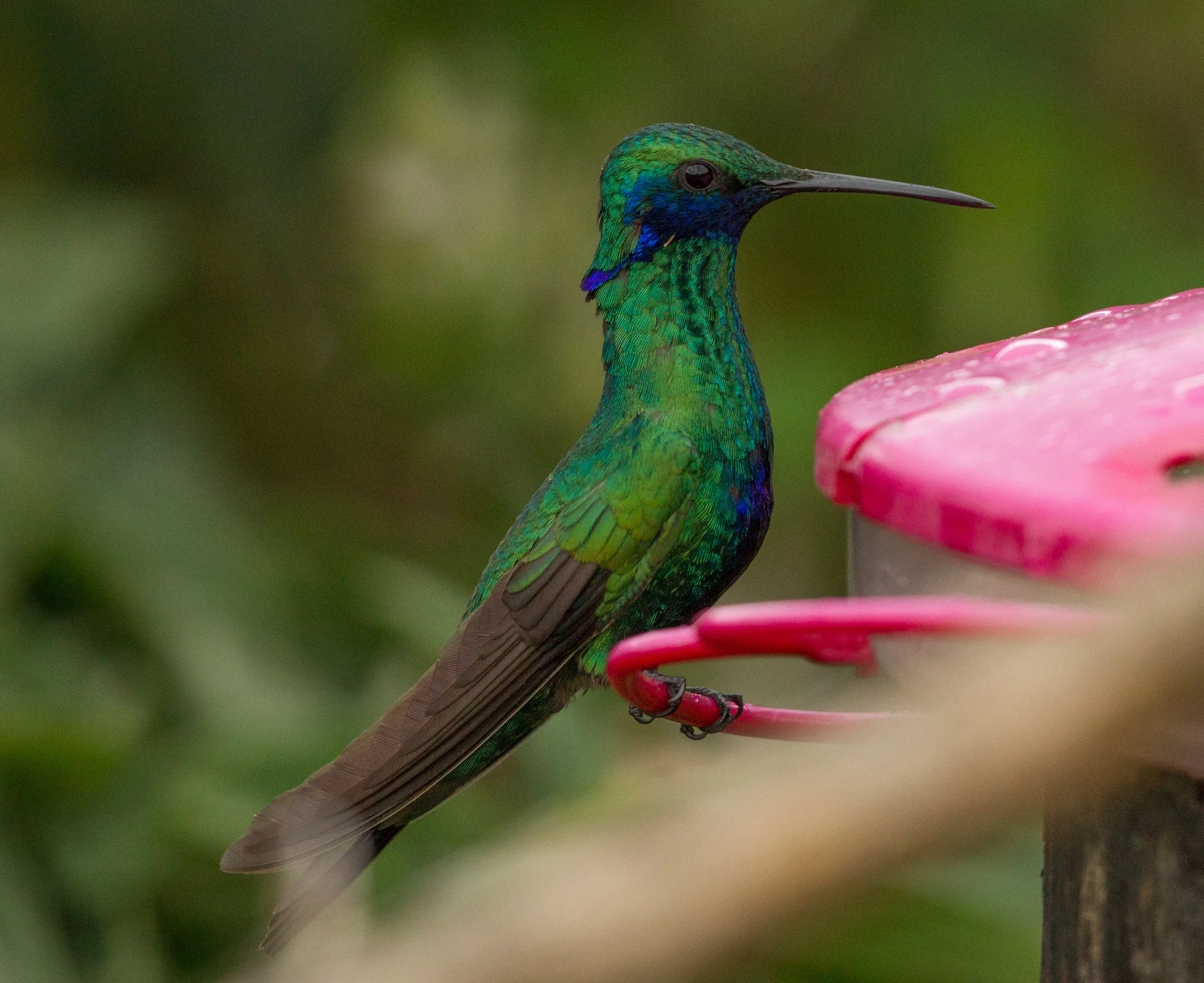  Green Violetear hummingbird 